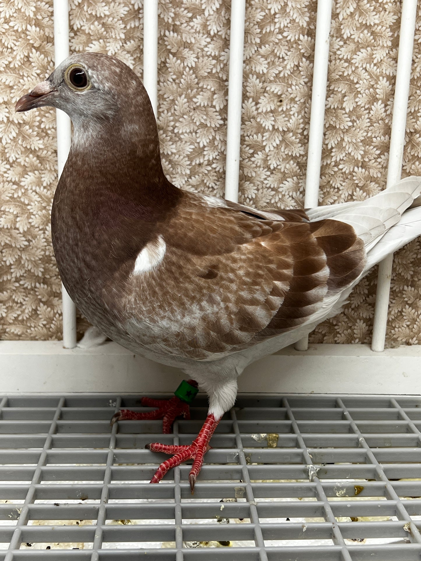 2025 Racing pigeon (8660)
