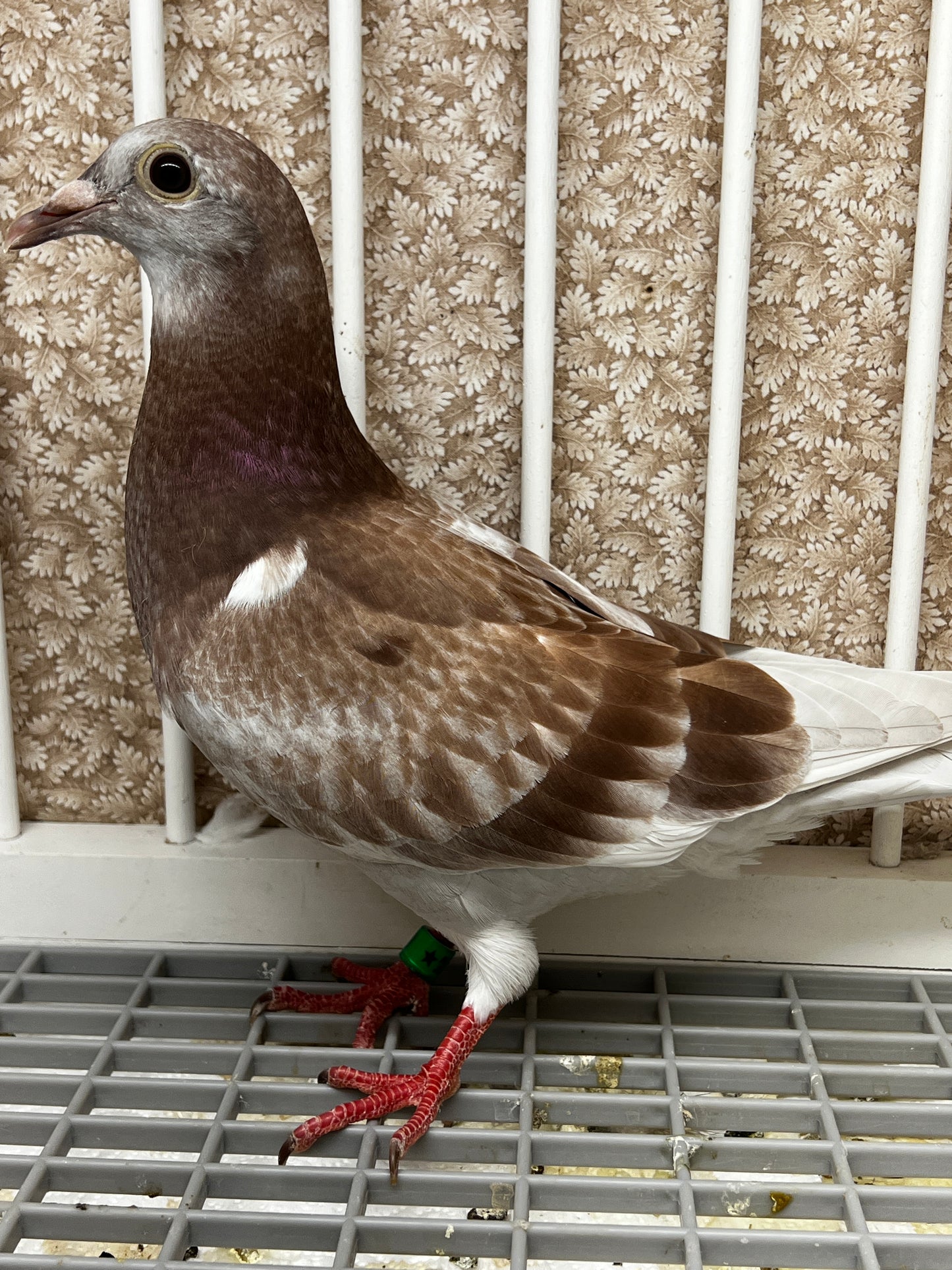 2025 Racing pigeon (8660)