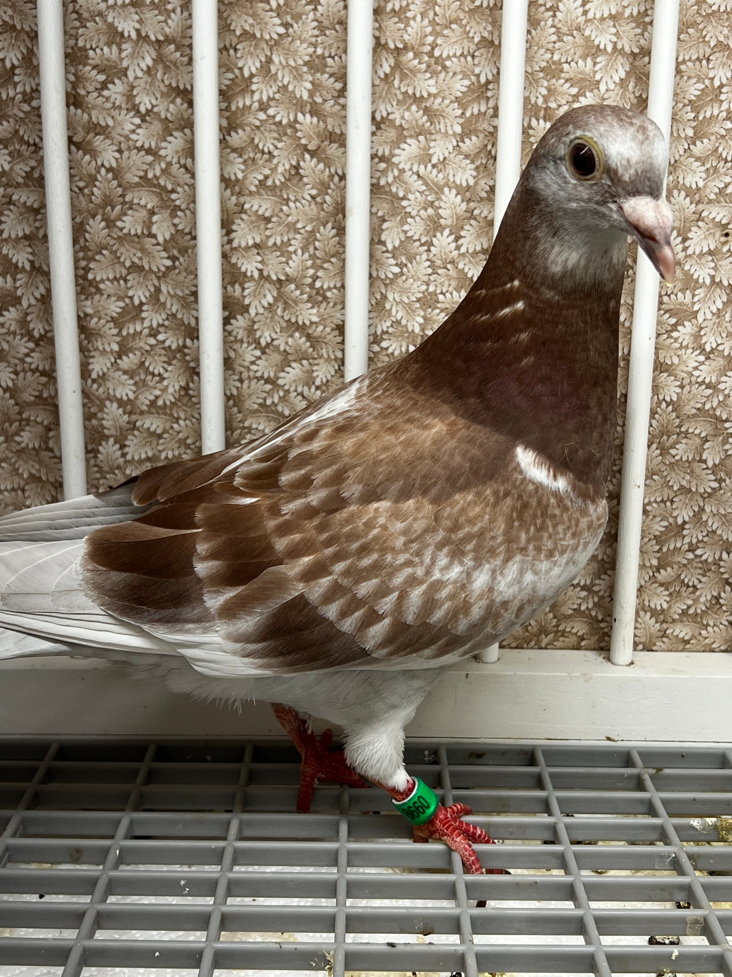 2025 Racing pigeon (8660)