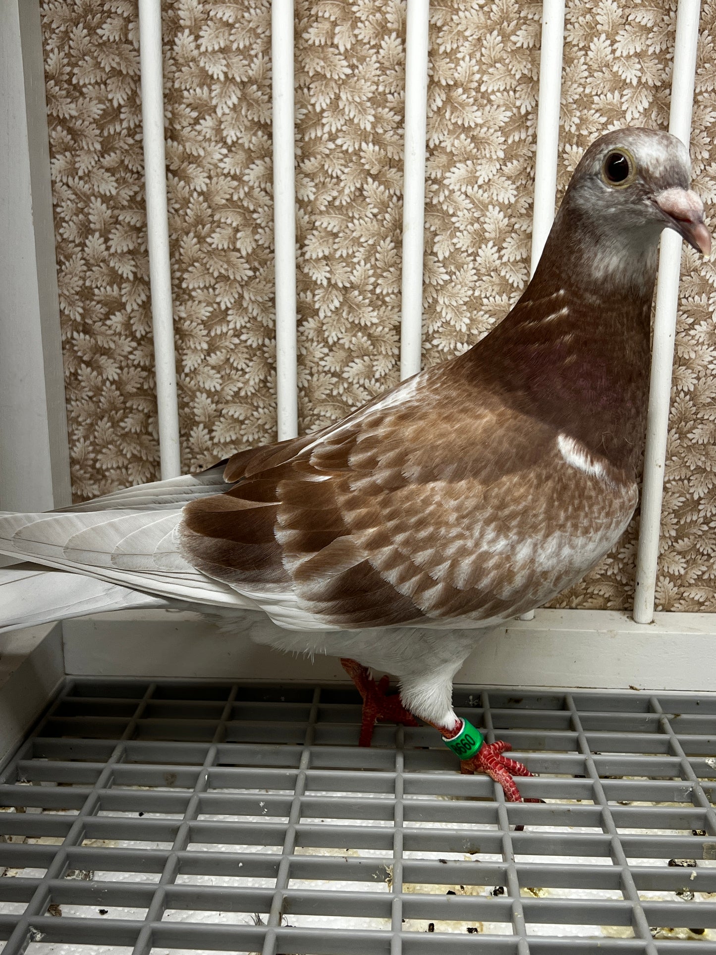 2025 Racing pigeon (8660)