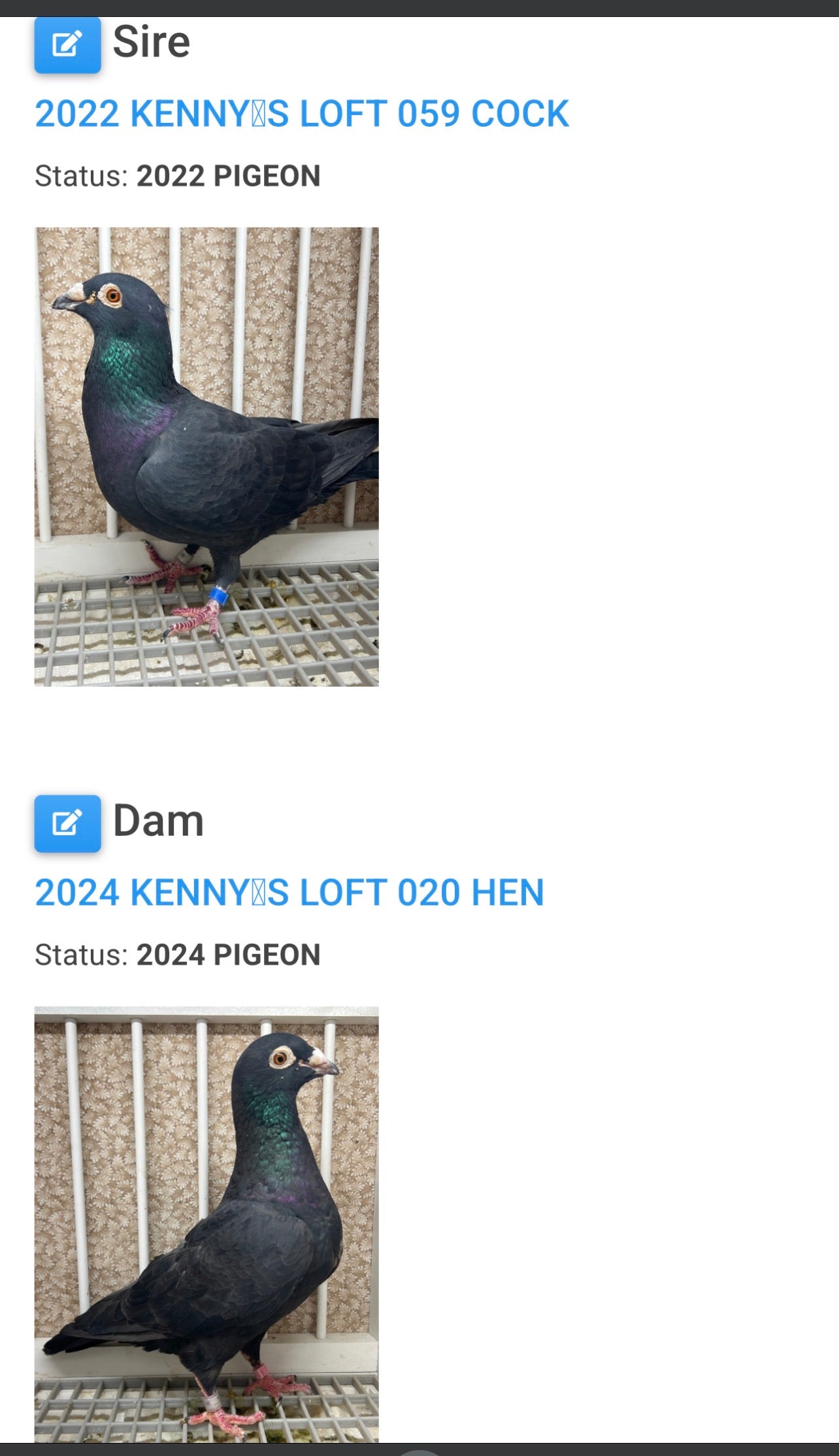 Black Eagle Pigeon (8674)