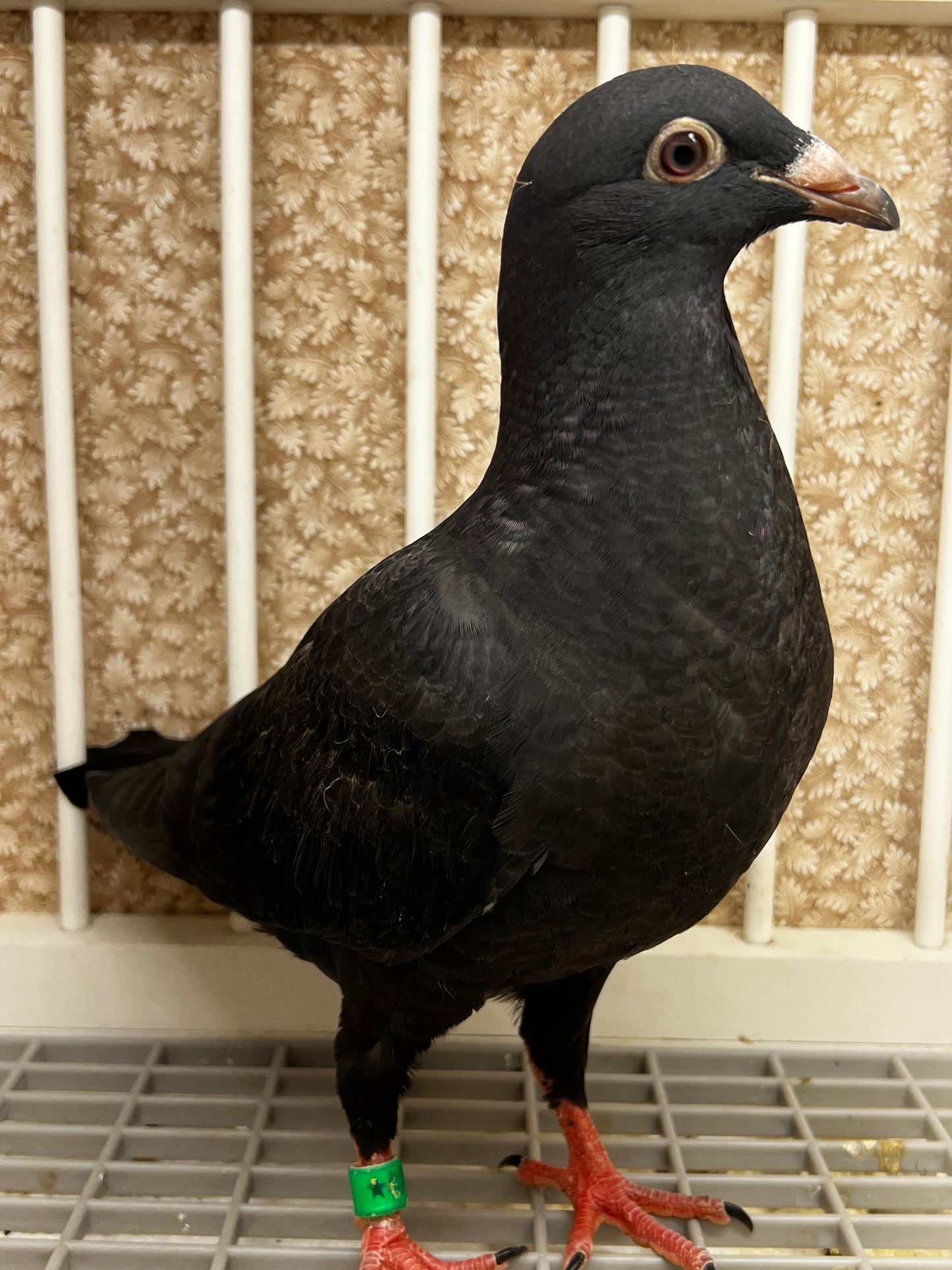 Black Eagle Pigeon (8674)