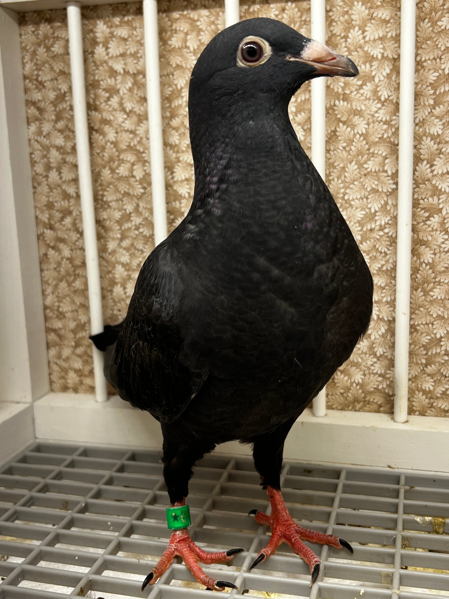 Black Eagle Pigeon (8674)