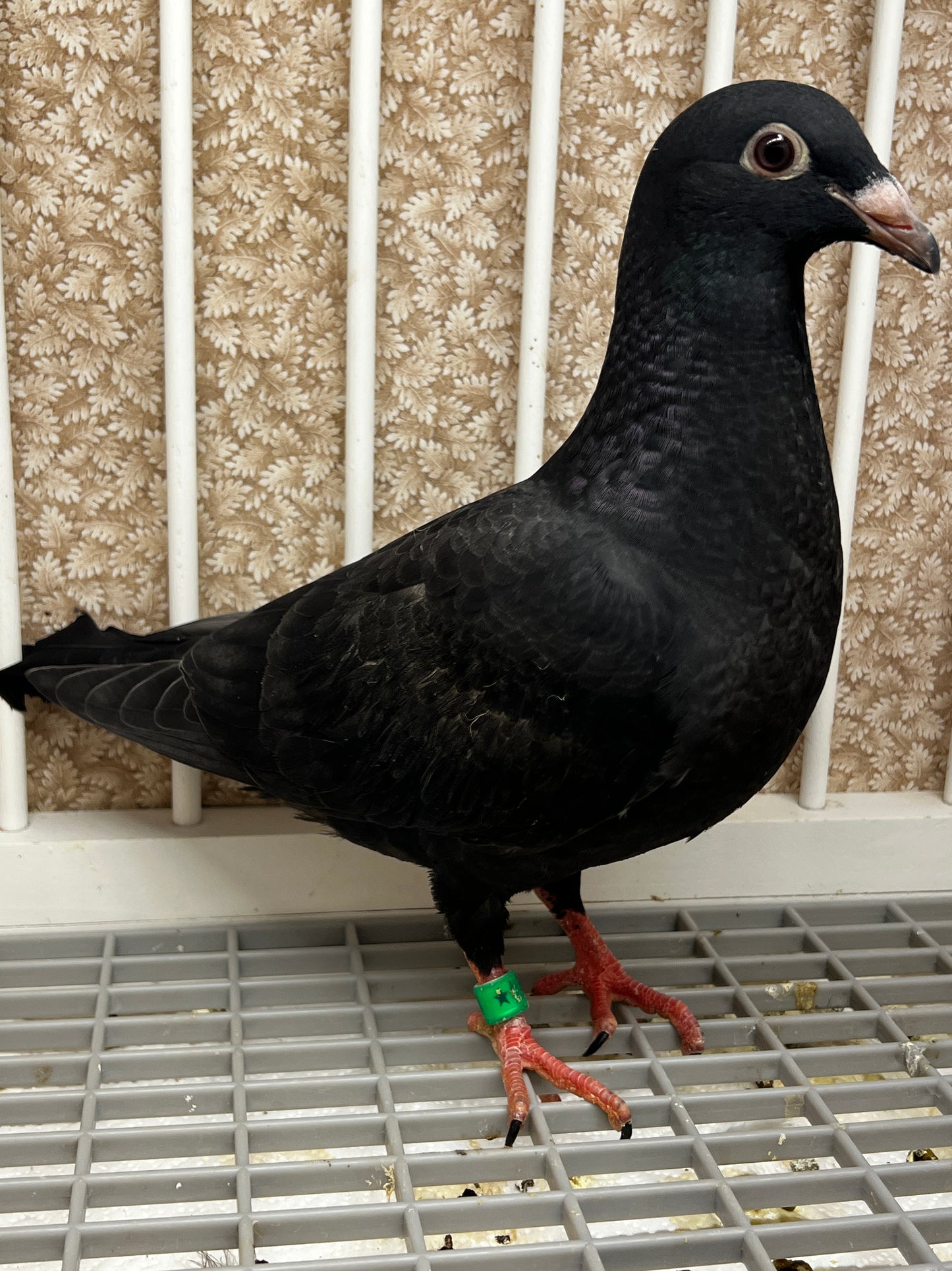 Black Eagle Pigeon (8674)