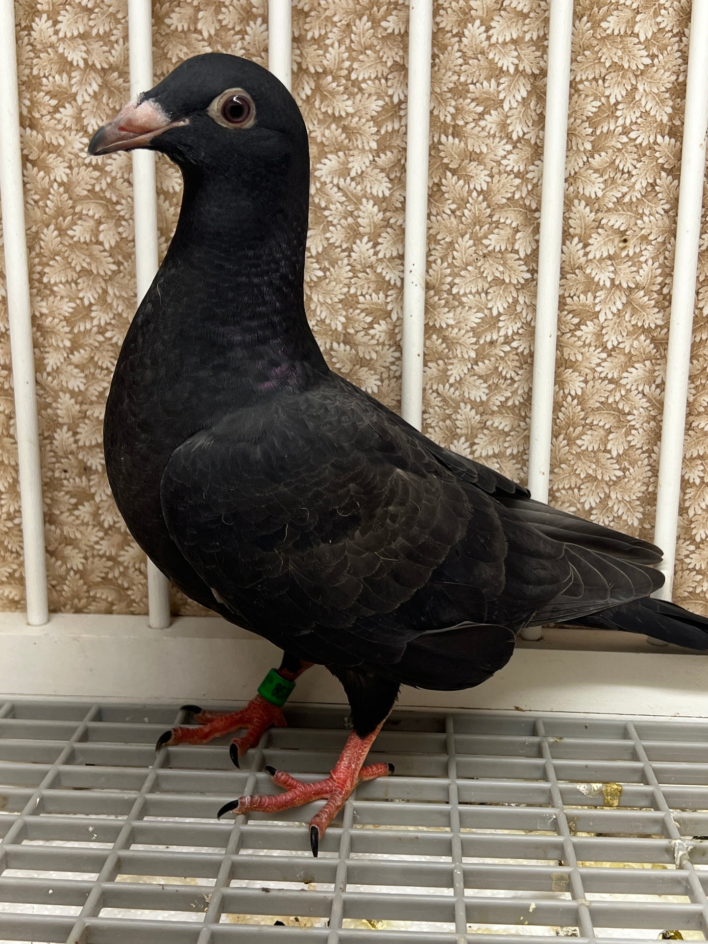 Black Eagle Pigeon (8674)