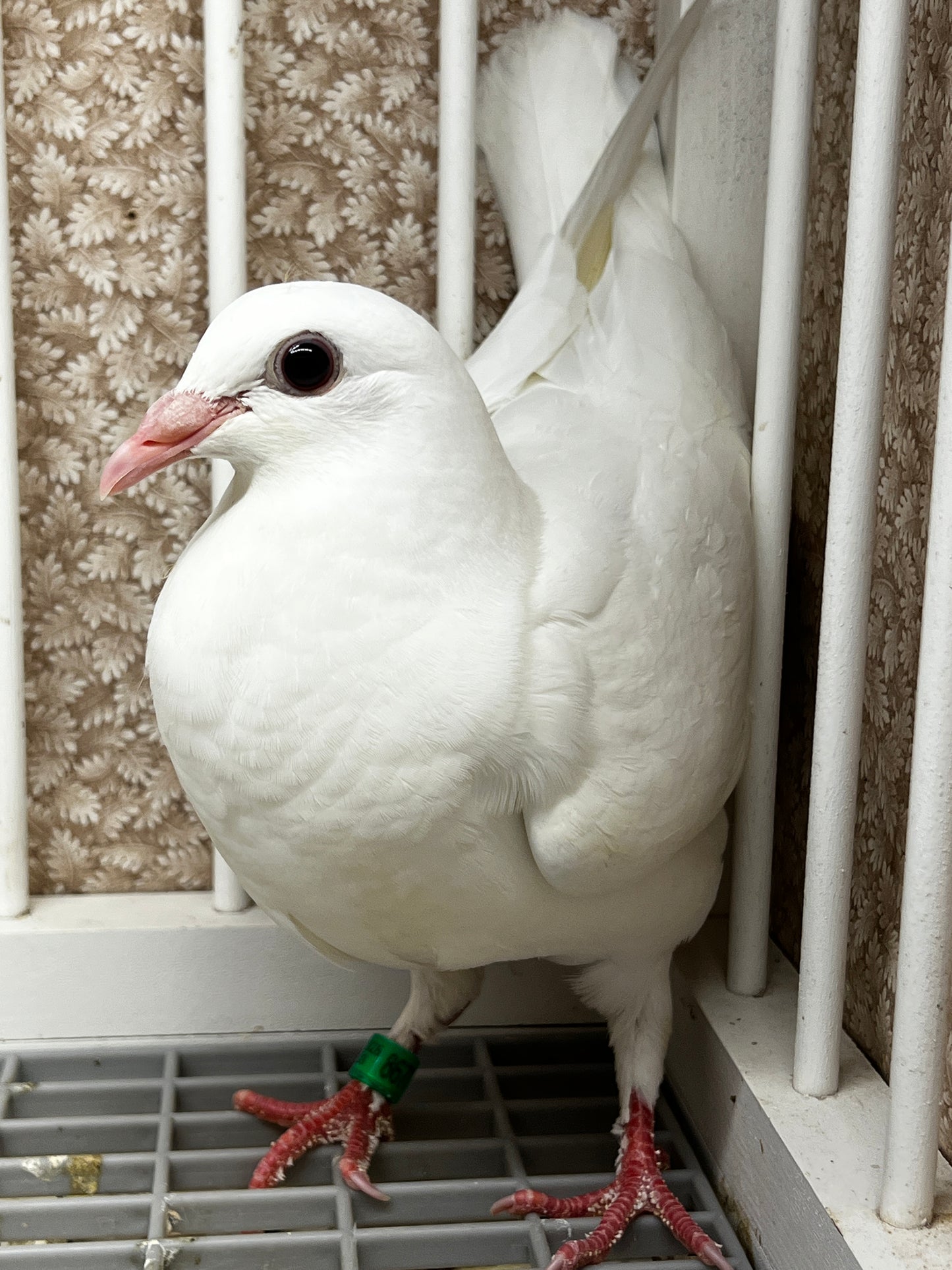 2026 Rocky Ridge White Pigeon (8677)