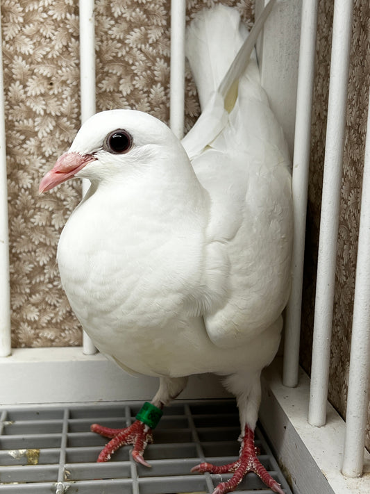 2026 Rocky Ridge White Pigeon (8677)