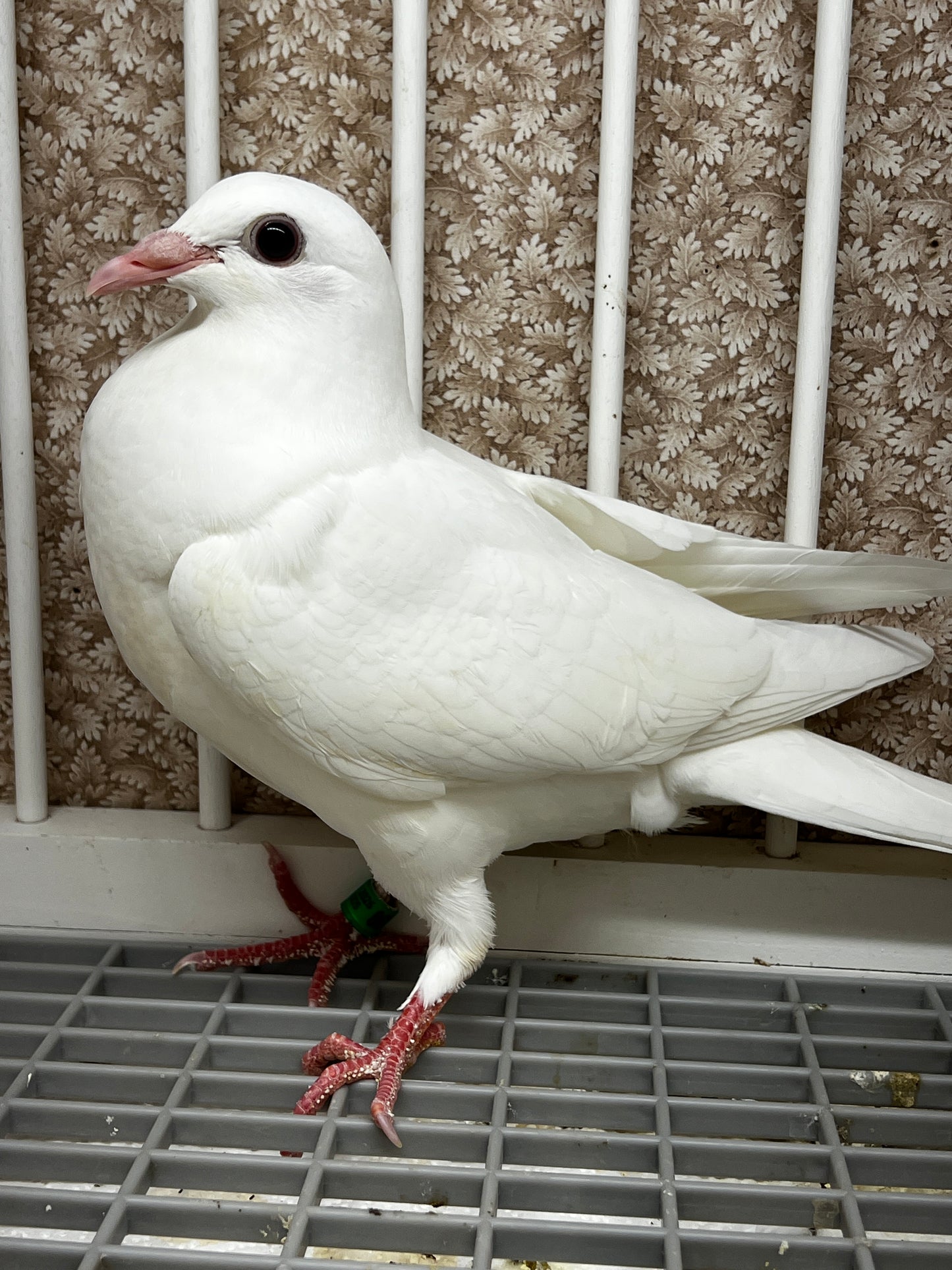 2026 Rocky Ridge White Pigeon (8677)