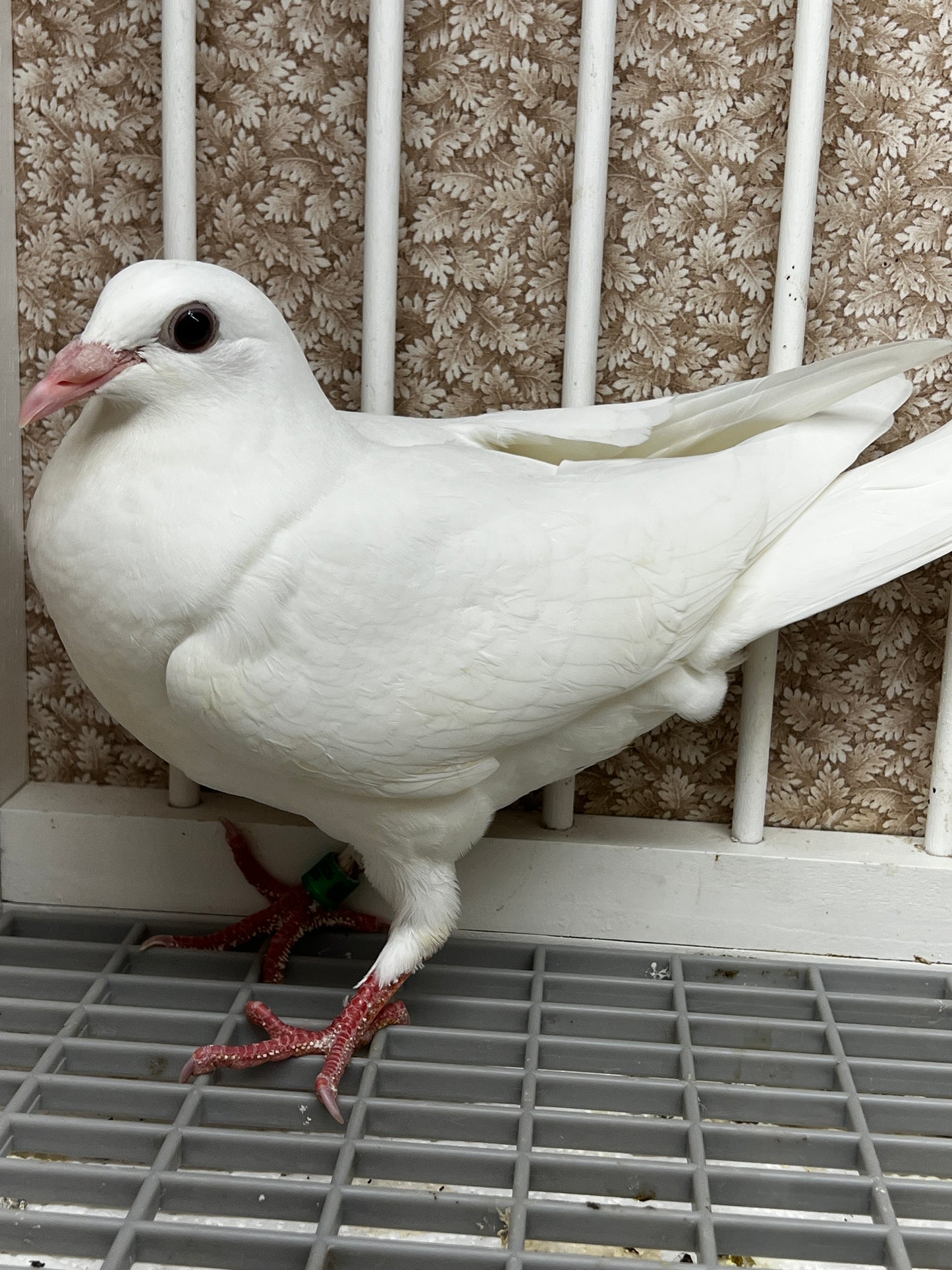 2026 Rocky Ridge White Pigeon (8677)