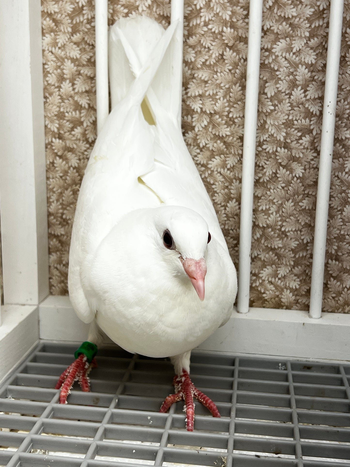 2026 Rocky Ridge White Pigeon (8677)
