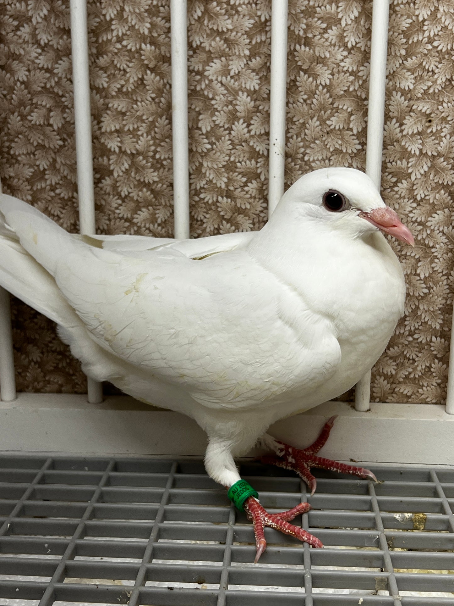 2026 Rocky Ridge White Pigeon (8677)