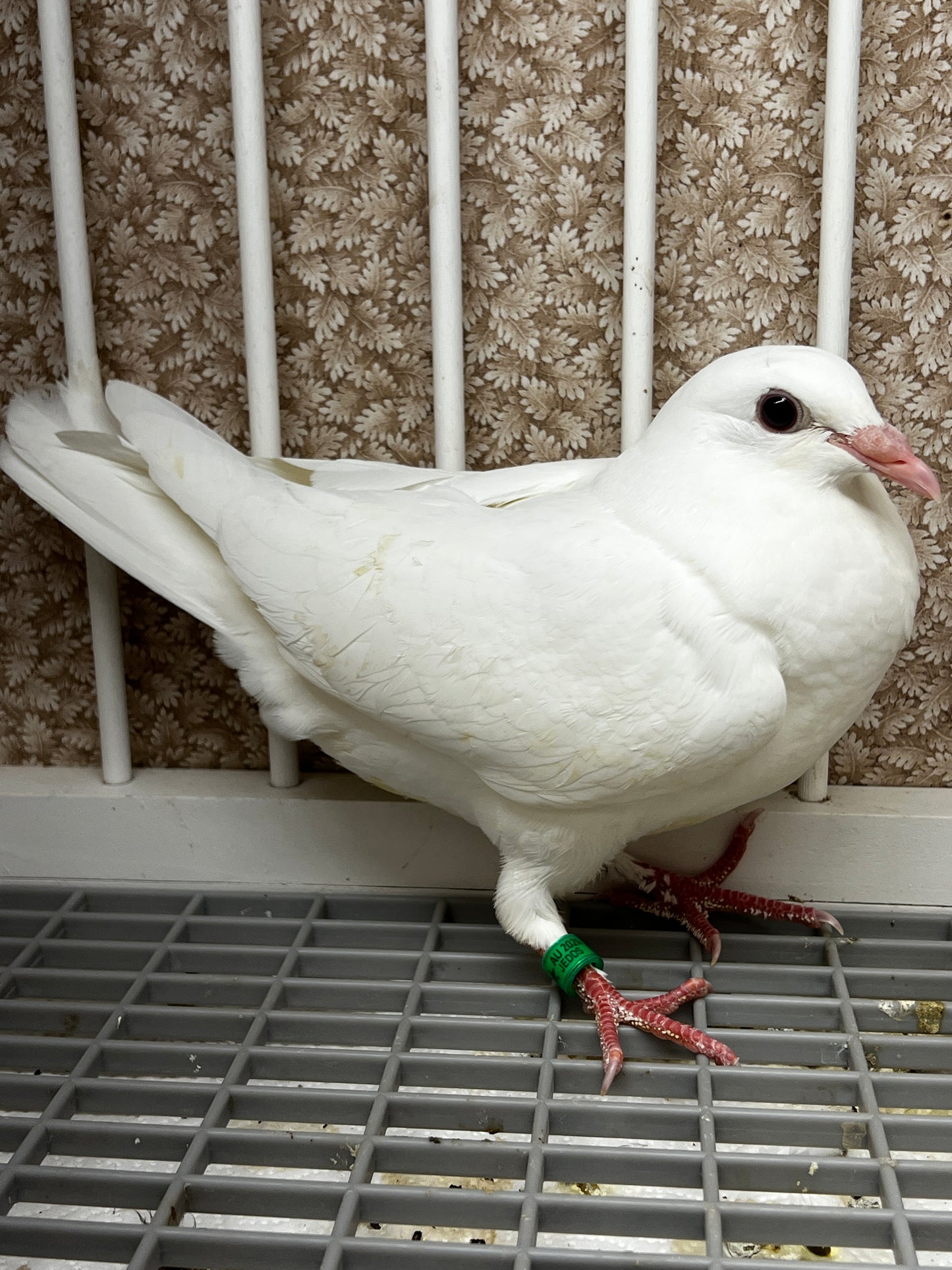 2026 Rocky Ridge White Pigeon (8677)