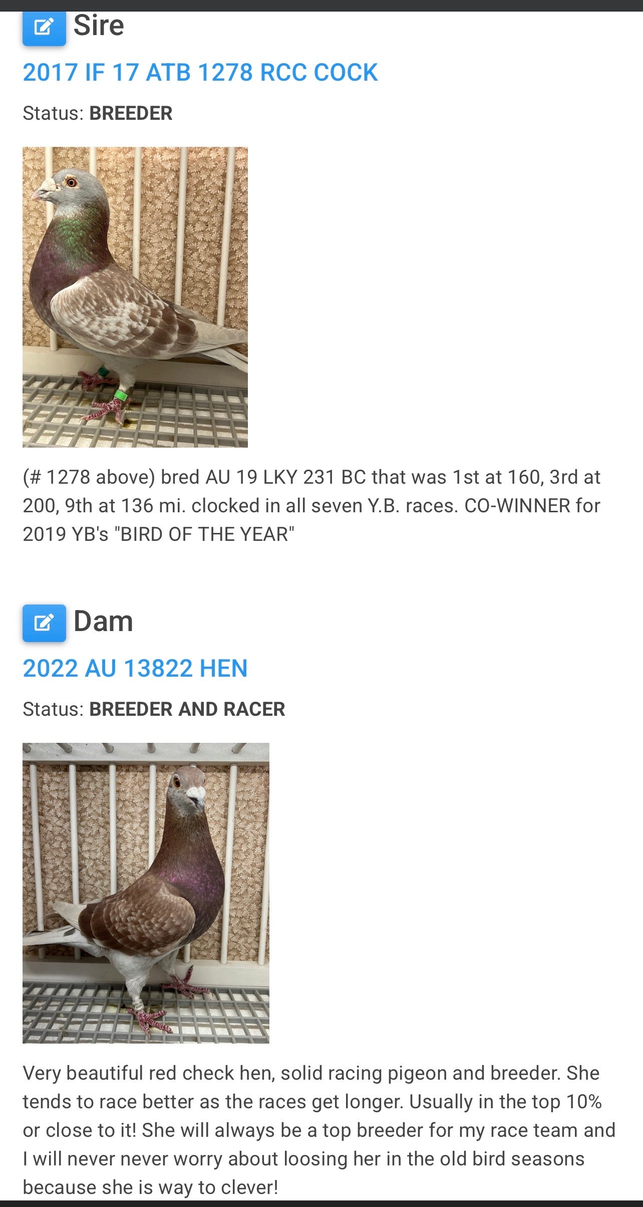 2025 Racing pigeon (8660)