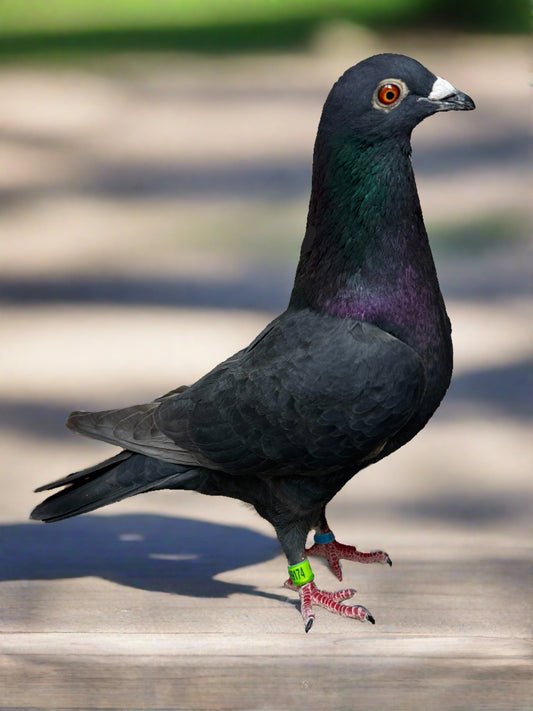 Black Eagle Pigeon "99174" Cock