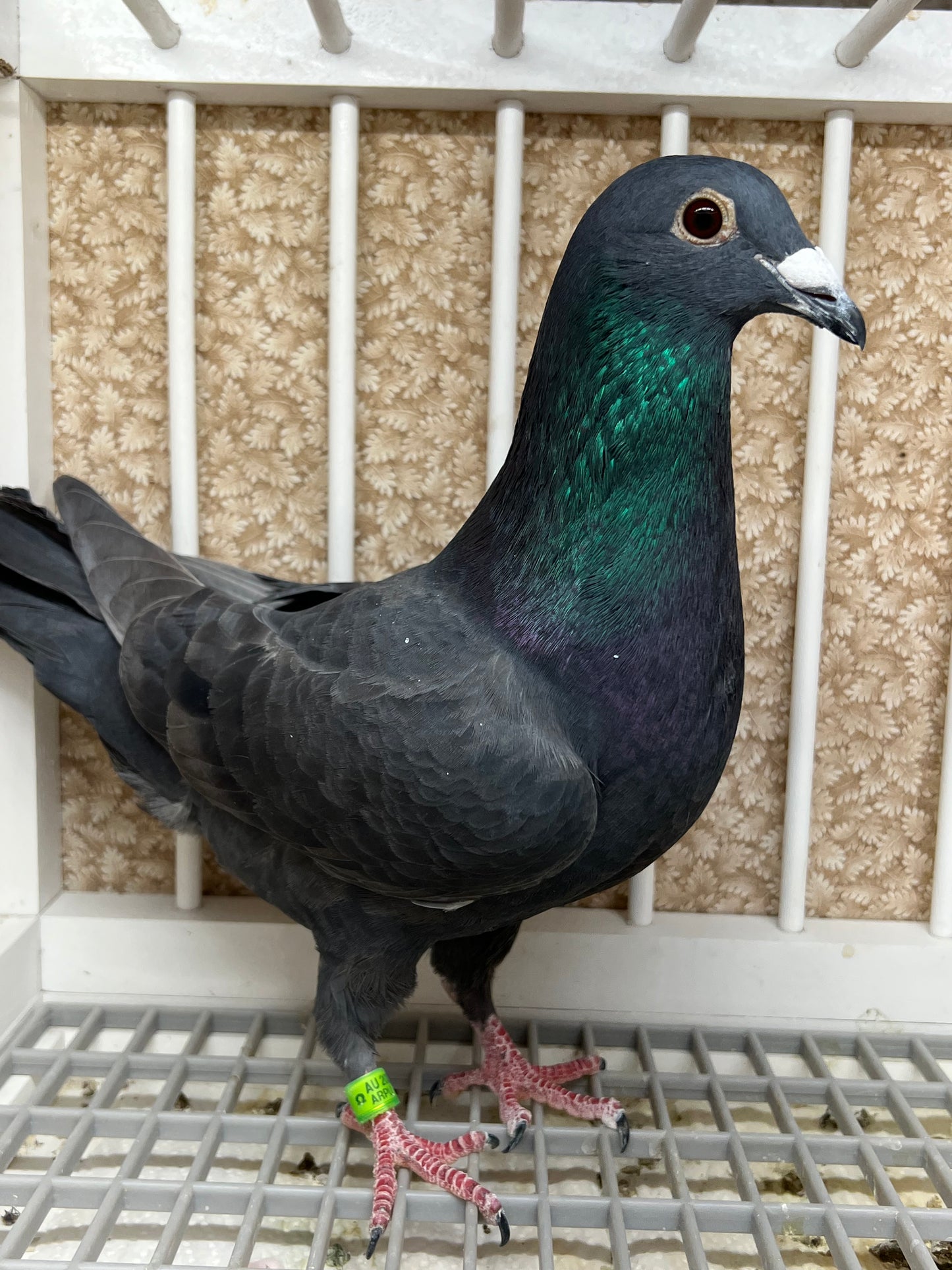 Black Eagle Pigeon "99190" Hen