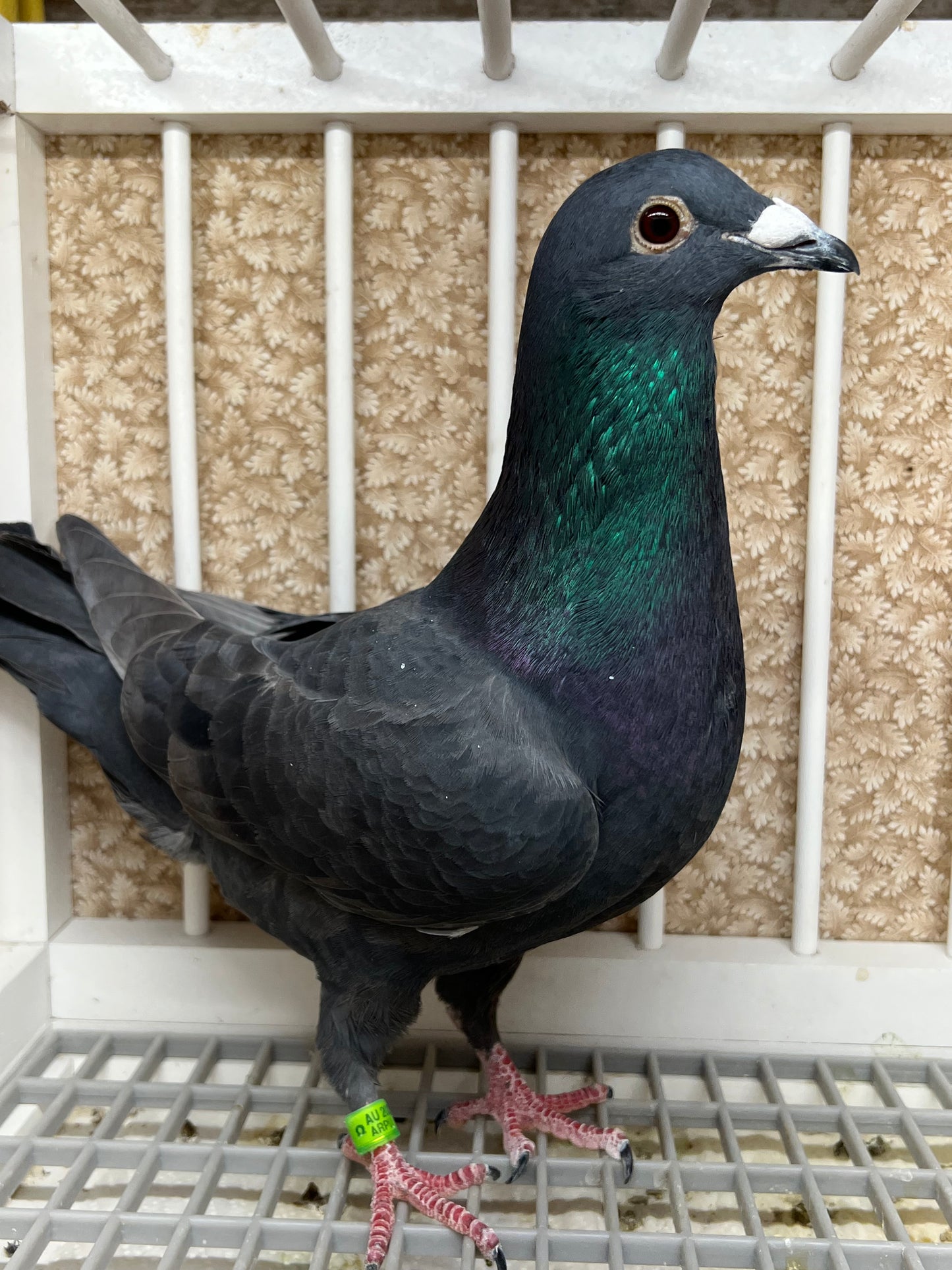 Black Eagle Pigeon "99190" Hen