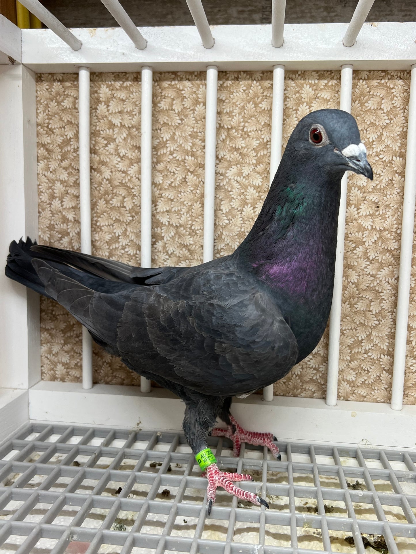 Black Eagle Pigeon "99194" Hen