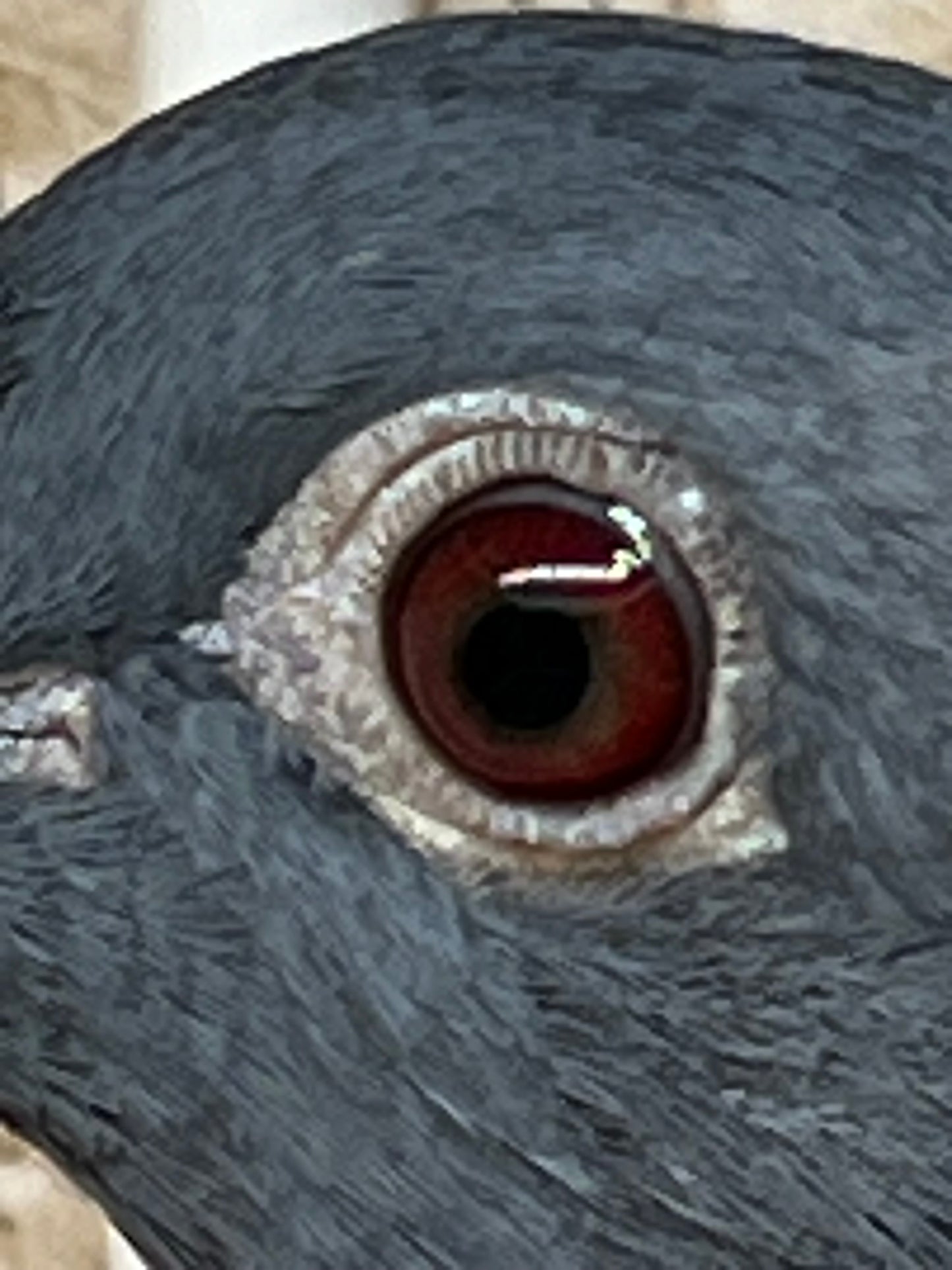 Black Eagle Pigeon "99194" Hen