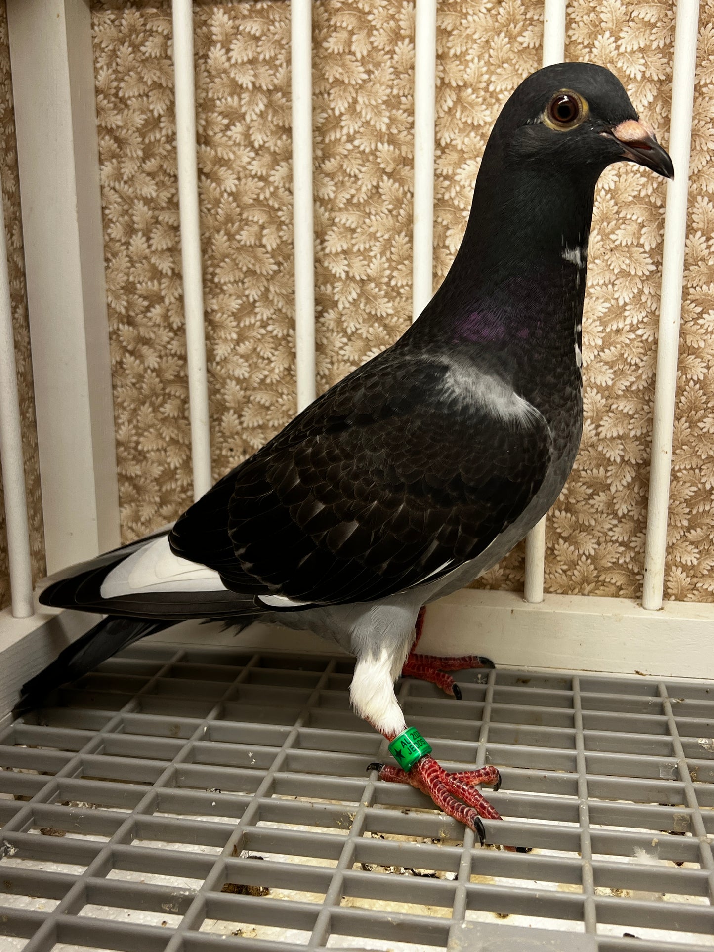 Racing Pigeon (8689)