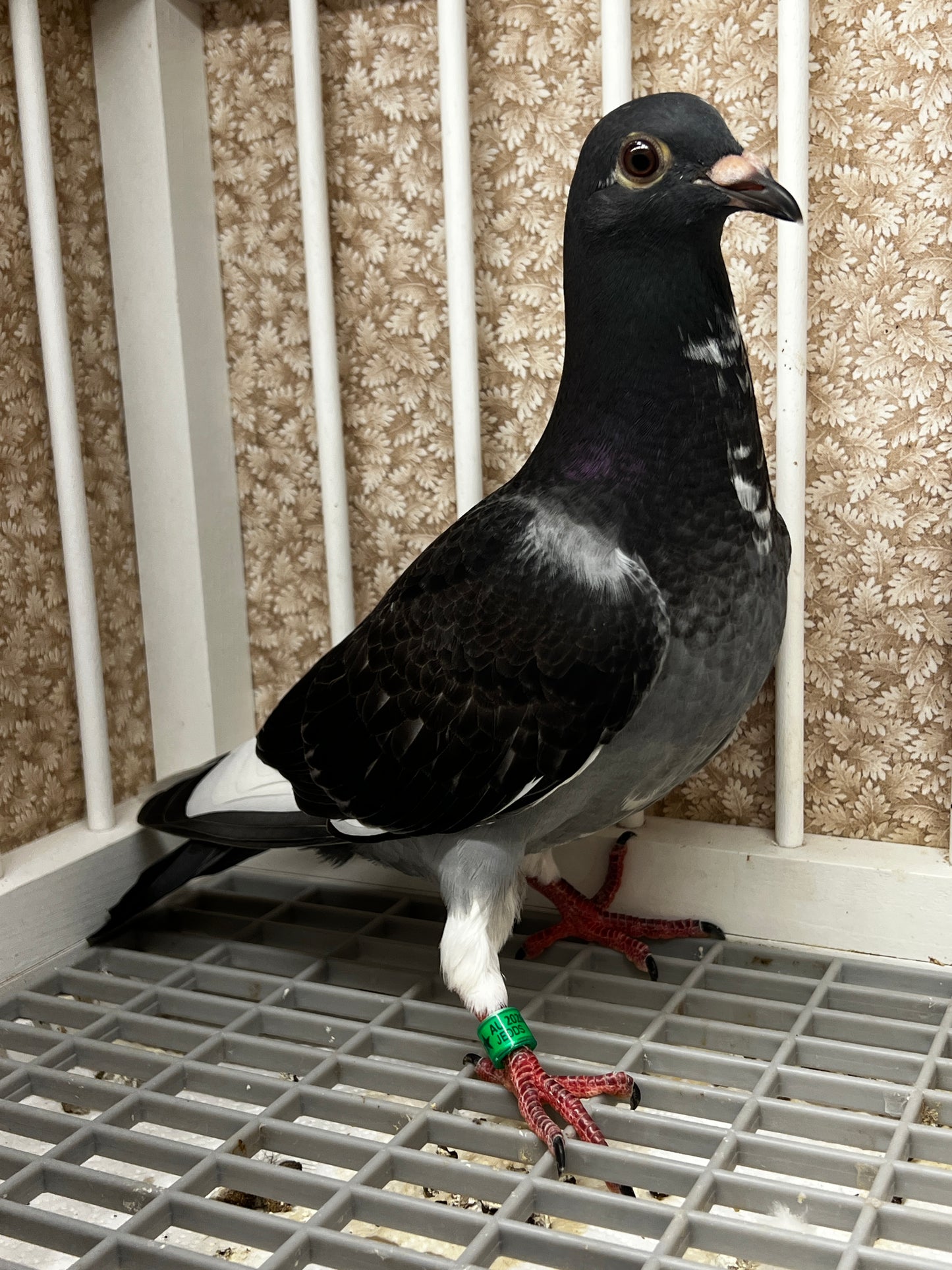 Racing Pigeon (8689)