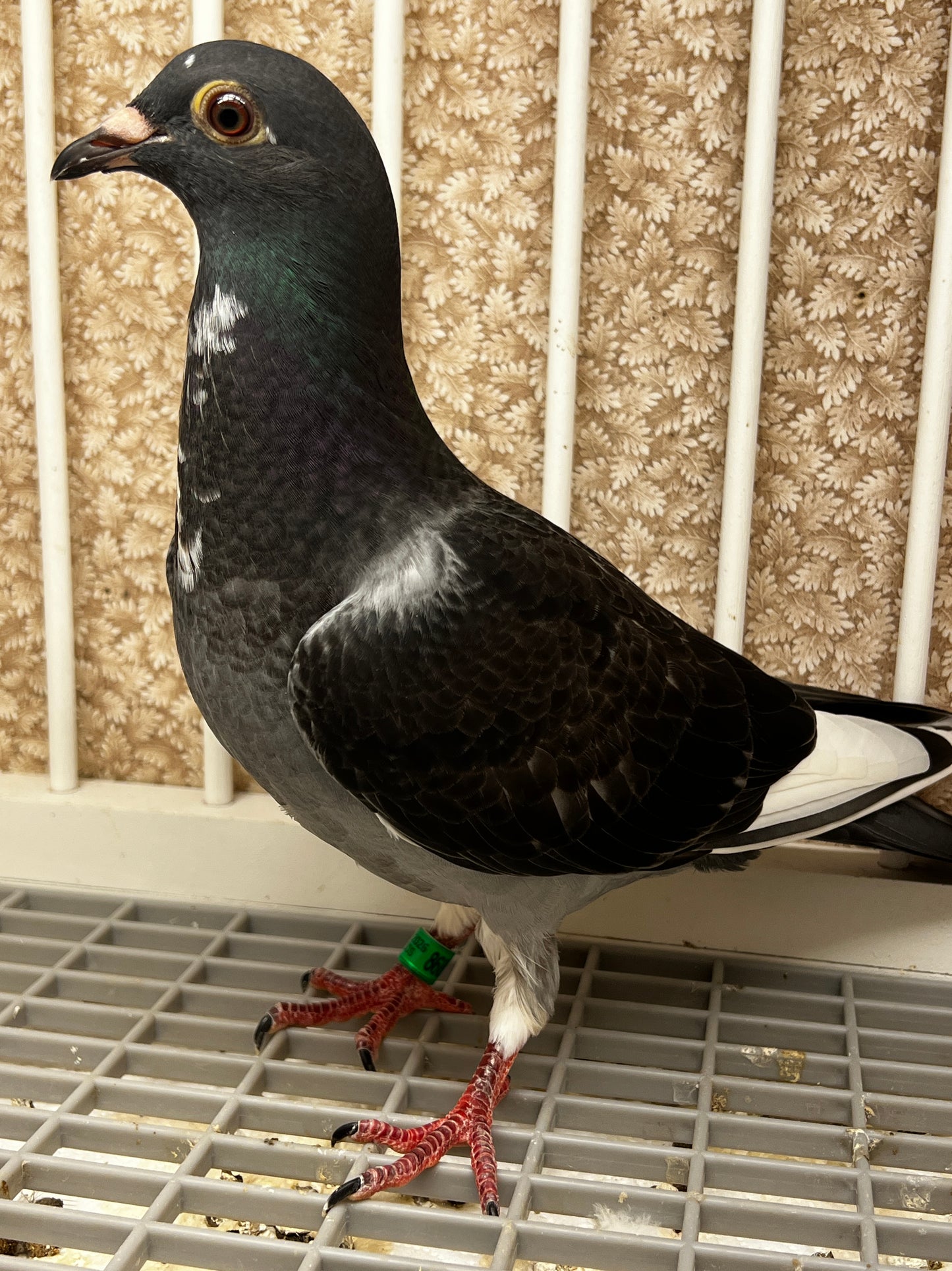 Racing Pigeon (8689)