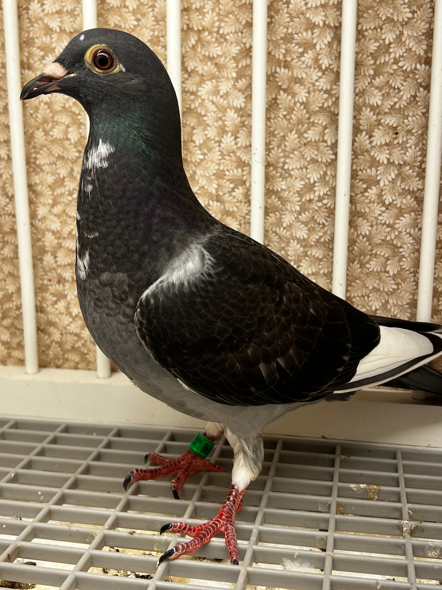 Racing Pigeon (8689)