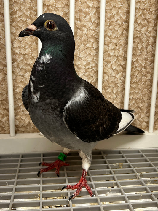 Racing Pigeon (8689)