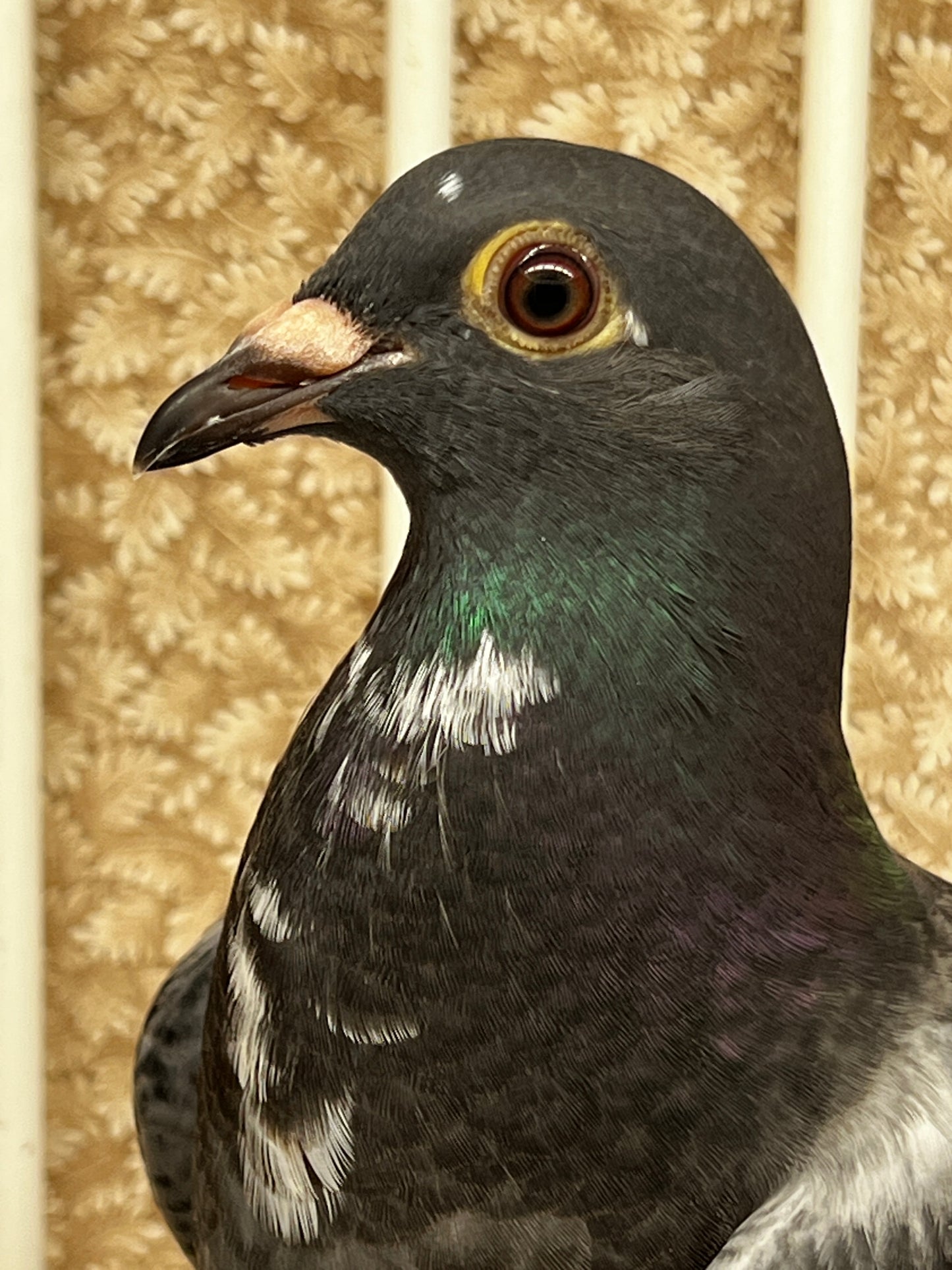 Racing Pigeon (8689)