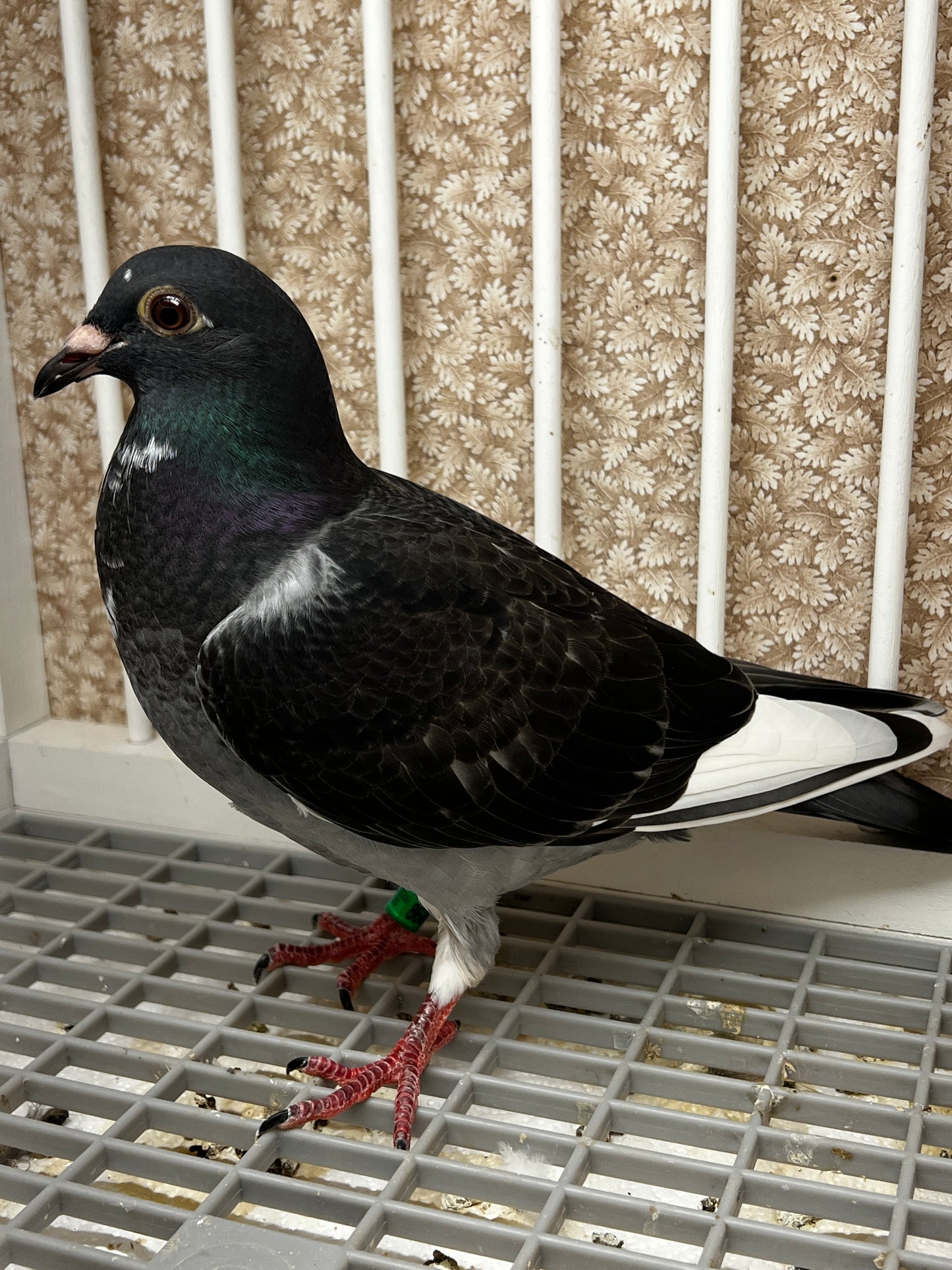 Racing Pigeon (8689)