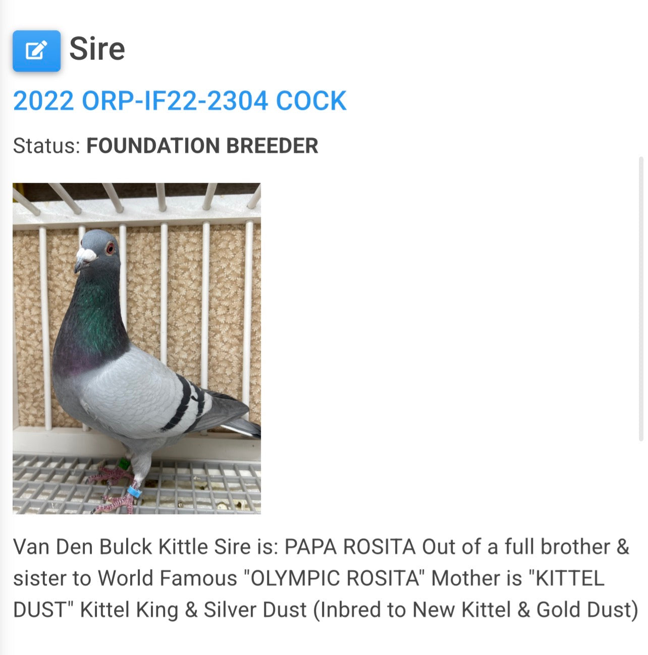 Racing Pigeon (8682)