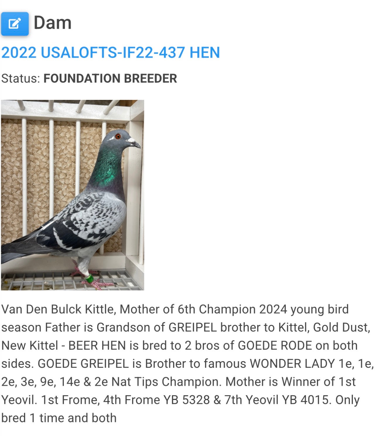 Racing Pigeon (8682)