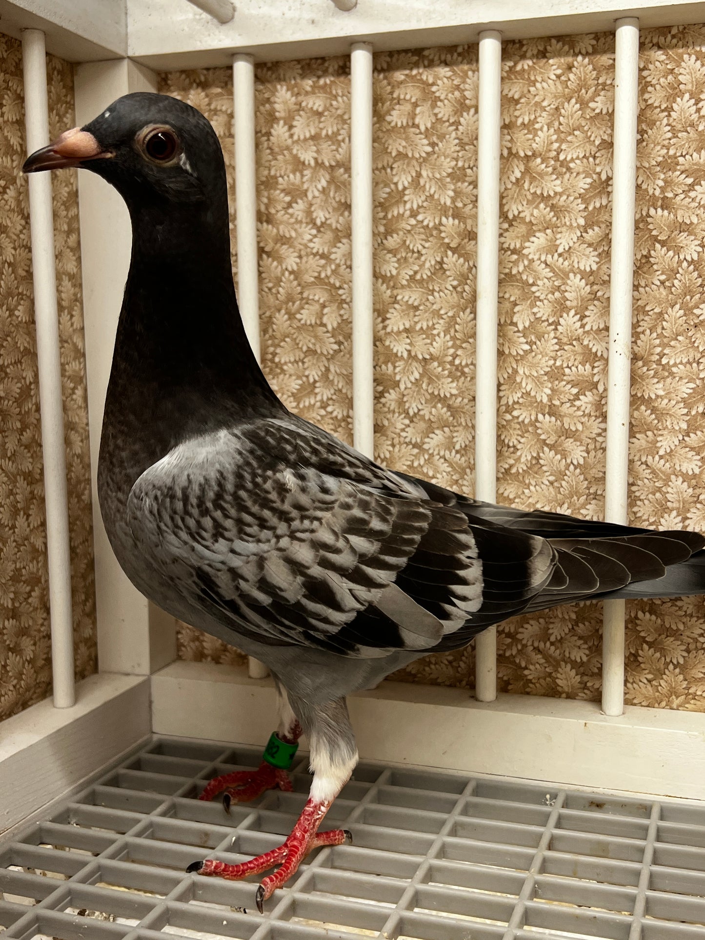 Racing Pigeon (8682)