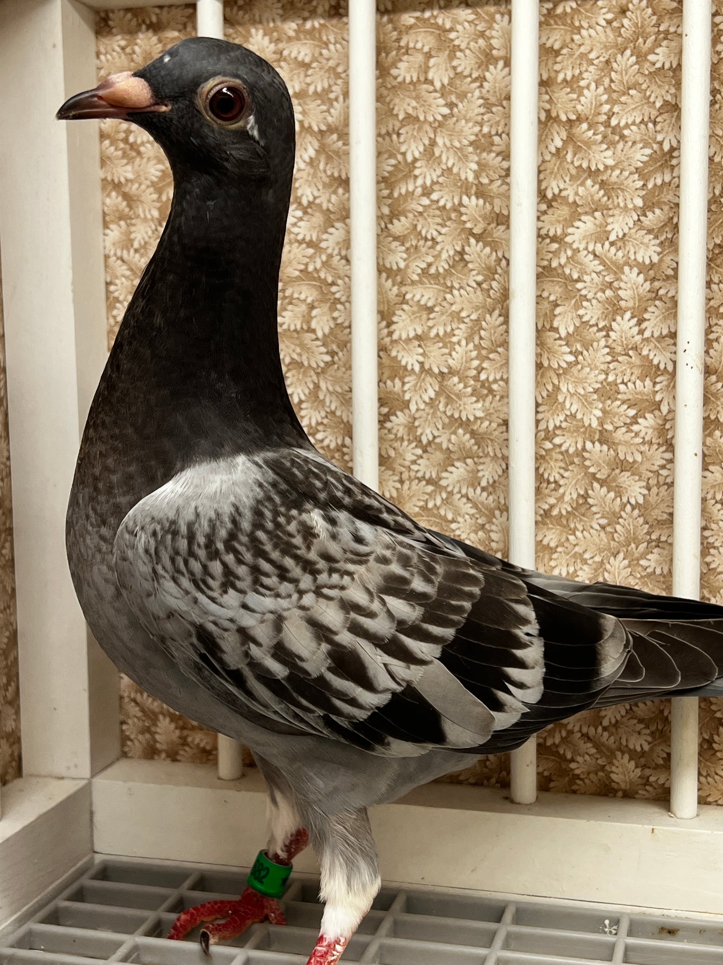 Racing Pigeon (8682)