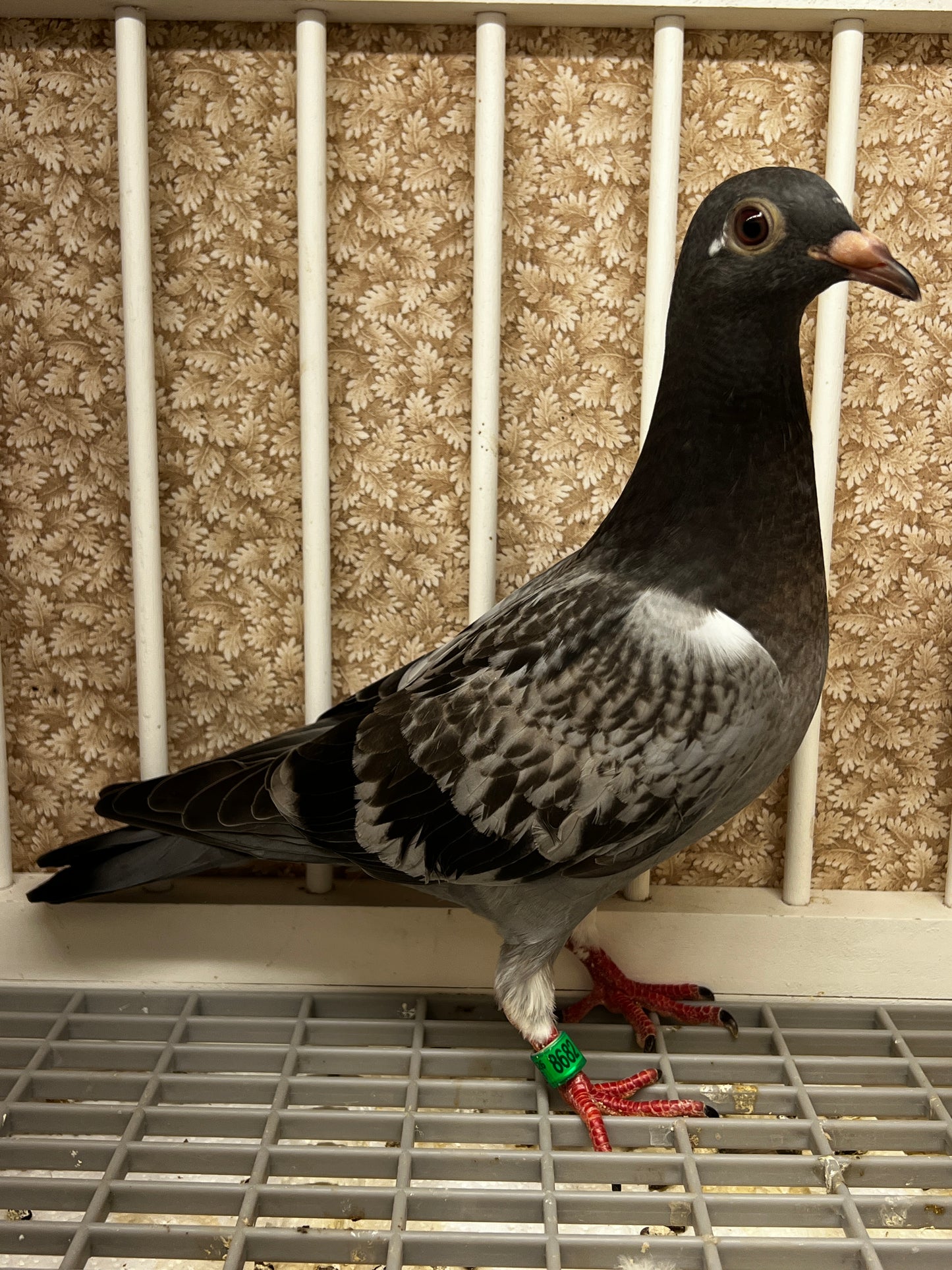 Racing Pigeon (8682)