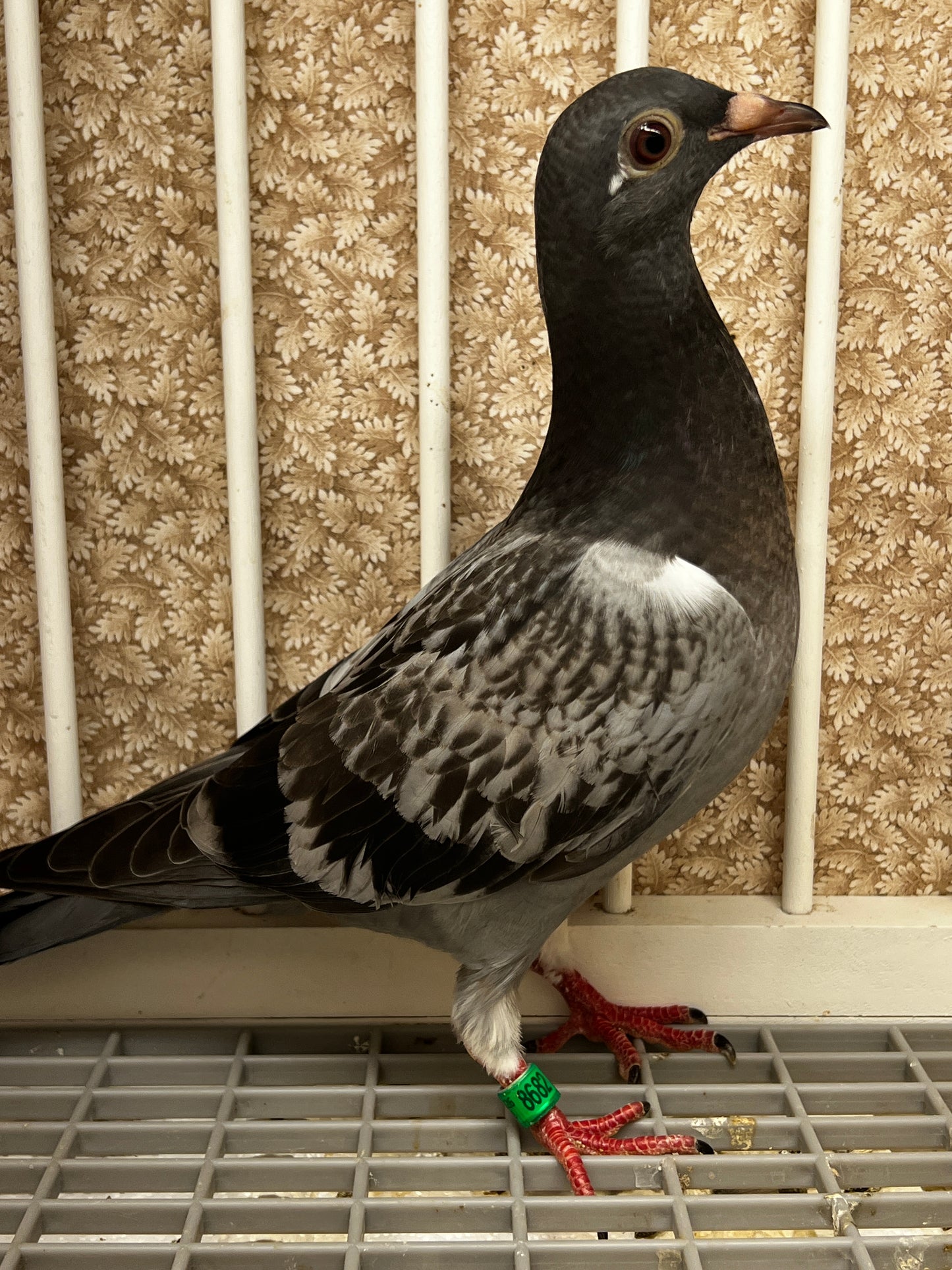 Racing Pigeon (8682)