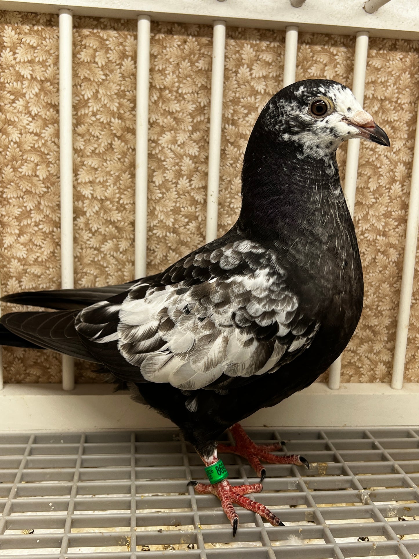 Dark Grizzle Pigeon (8691)