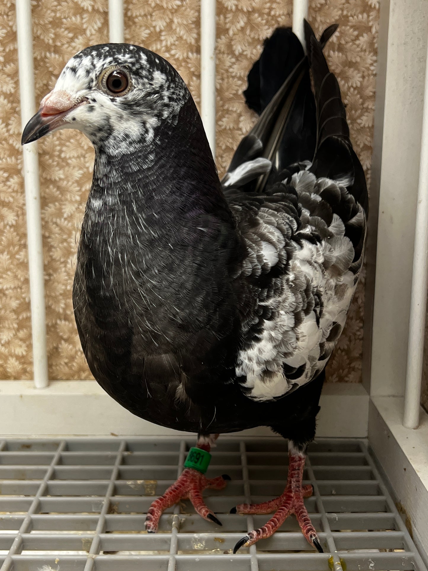 Dark Grizzle Pigeon (8691)
