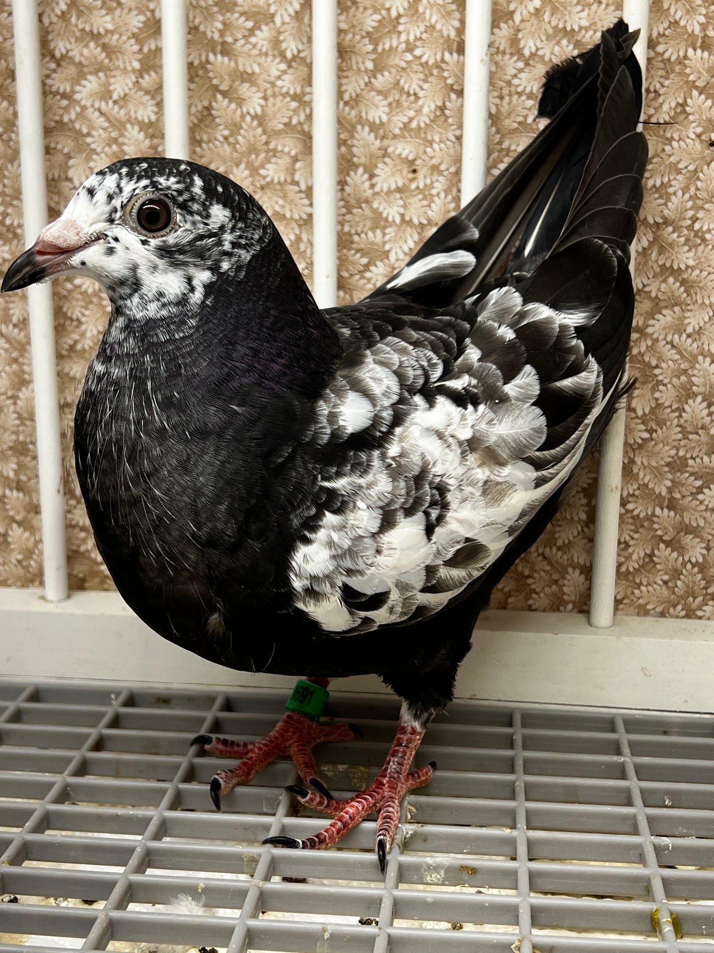 Dark Grizzle Pigeon (8691)