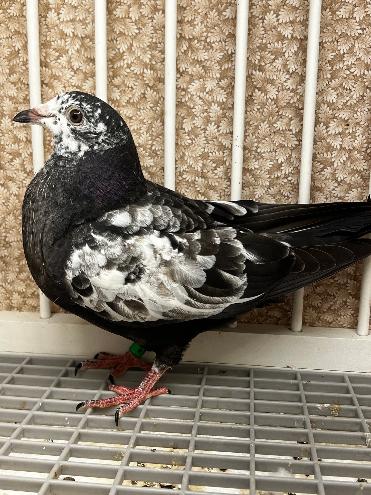 Dark Grizzle Pigeon (8691)