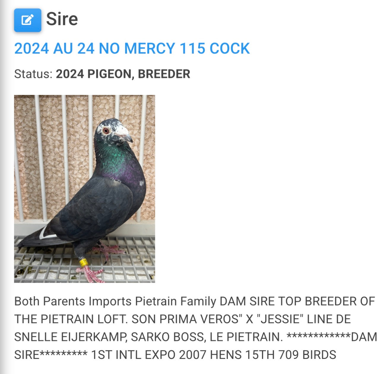 Dark Grizzle Pigeon (8691)