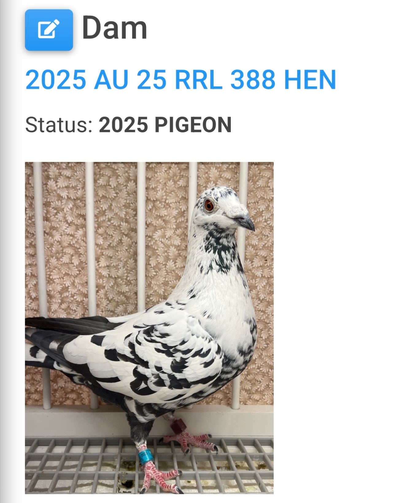 Dark Grizzle Pigeon (8691)