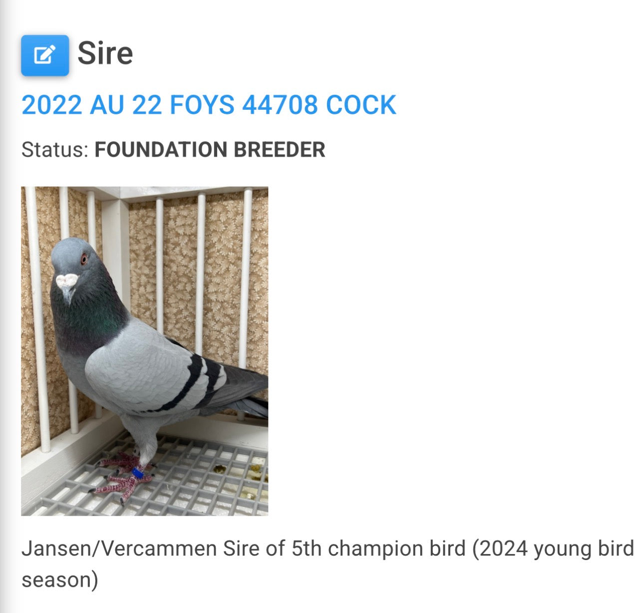 Racing Pigeon (8687)
