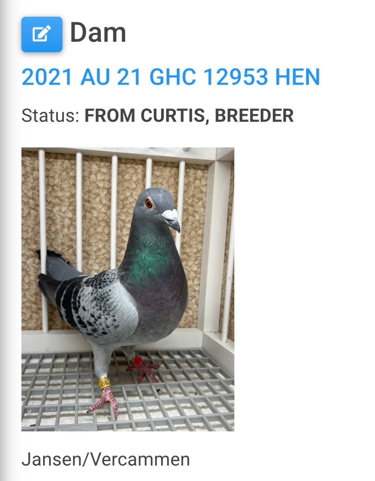 Racing Pigeon (8687)
