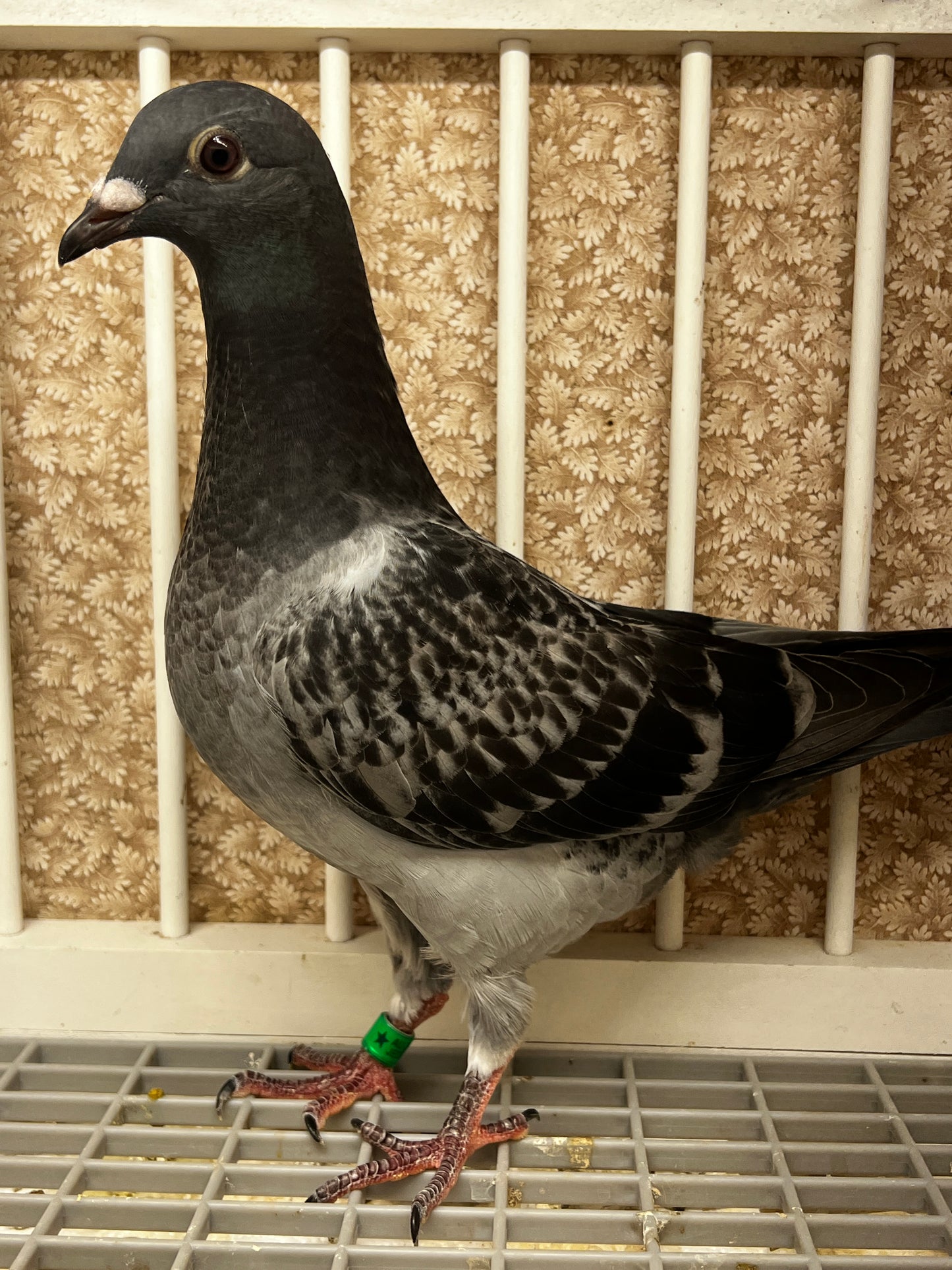 Racing Pigeon (8687)
