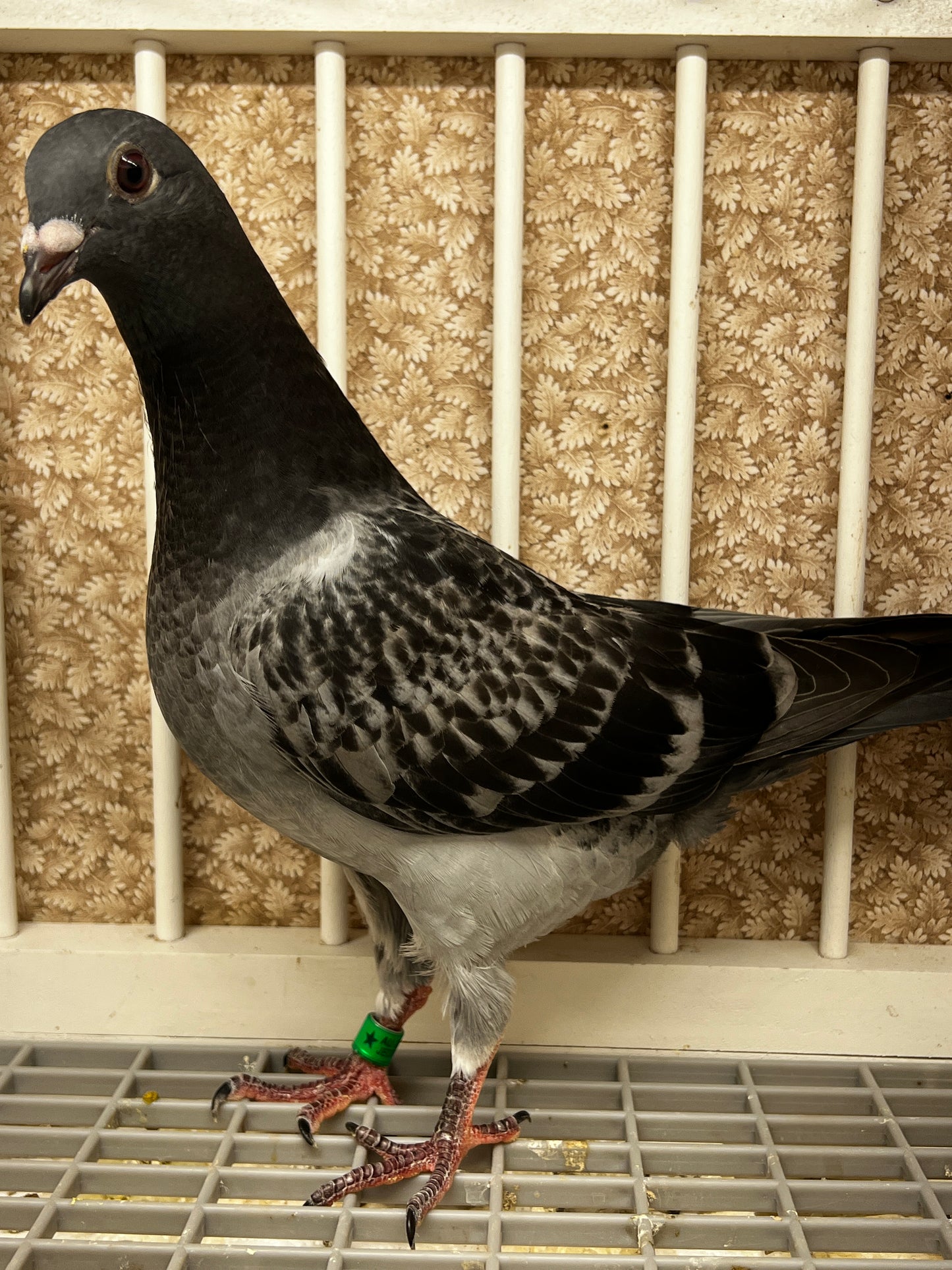Racing Pigeon (8687)