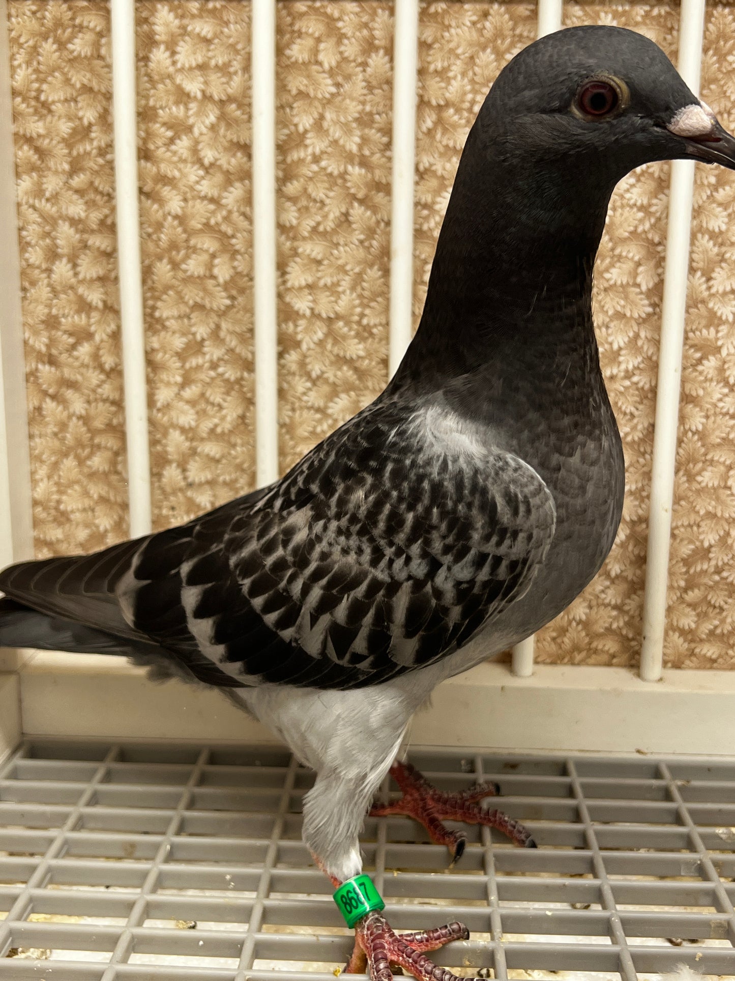 Racing Pigeon (8687)
