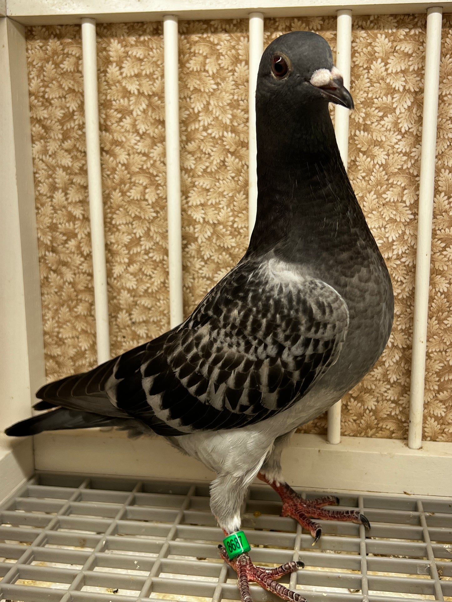 Racing Pigeon (8687)