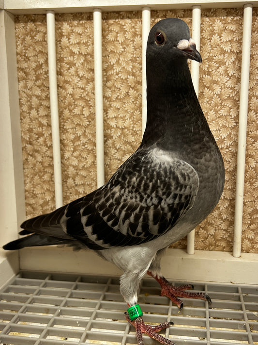 Racing Pigeon (8687)
