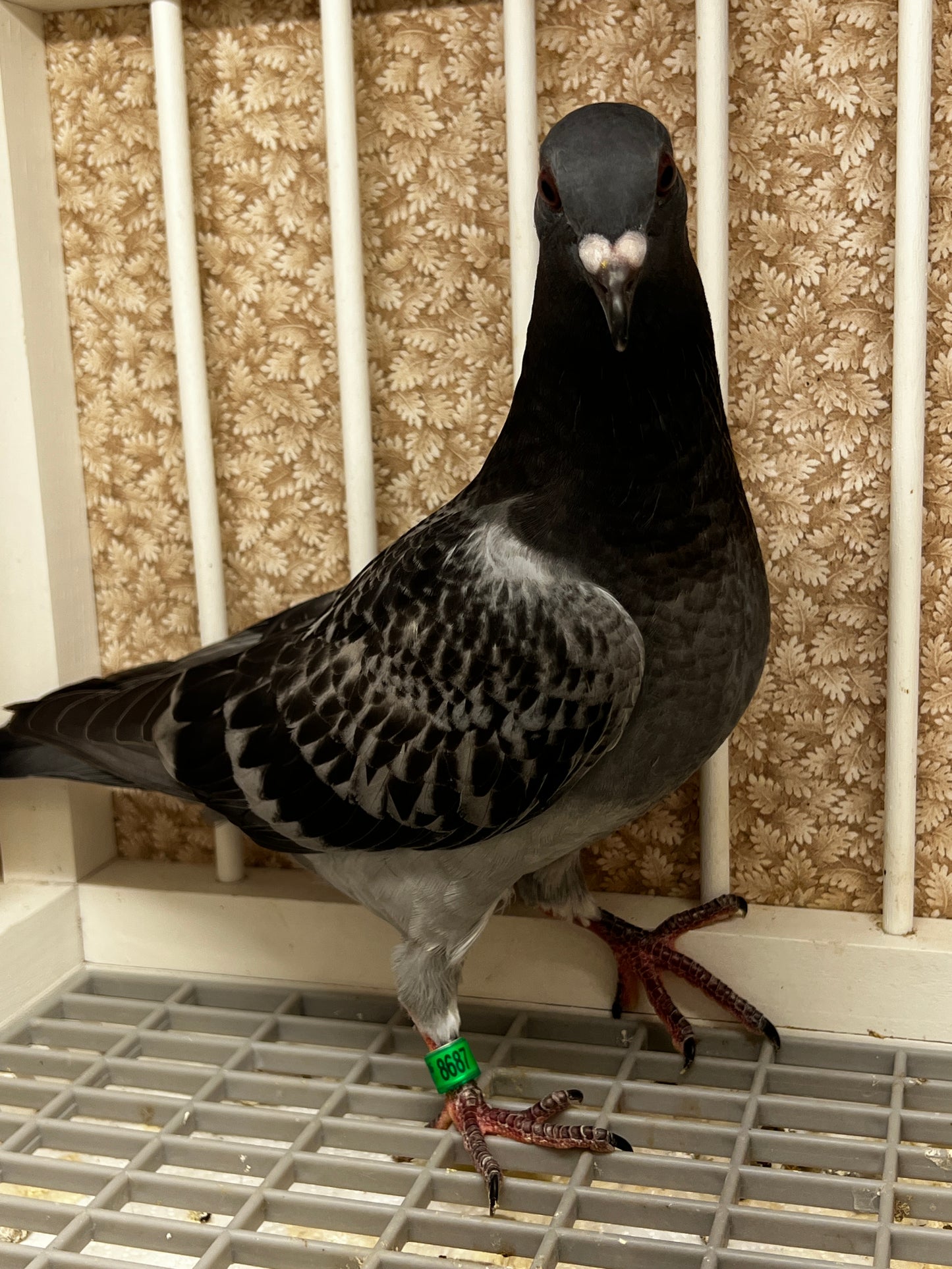 Racing Pigeon (8687)