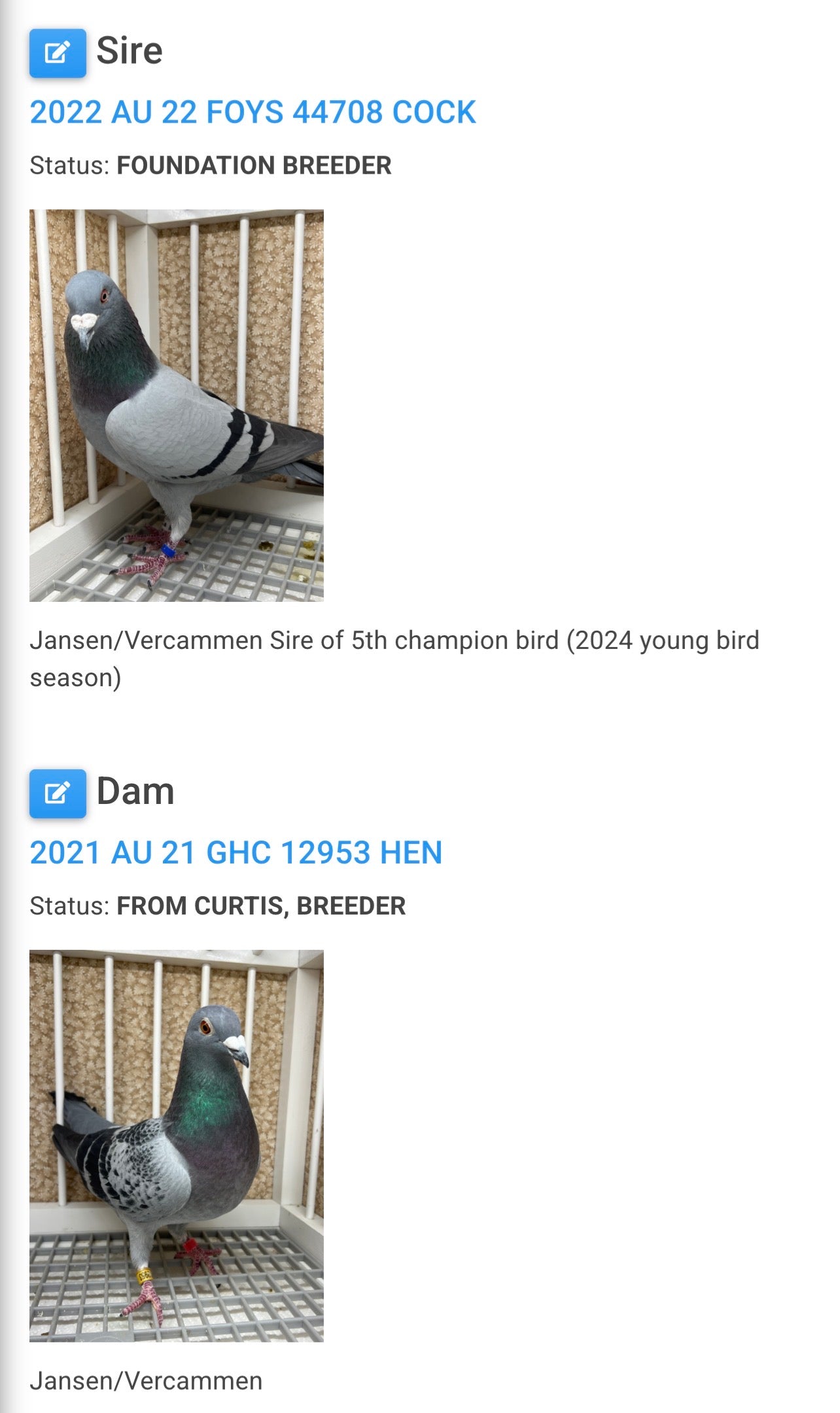Racing Pigeon (8686)